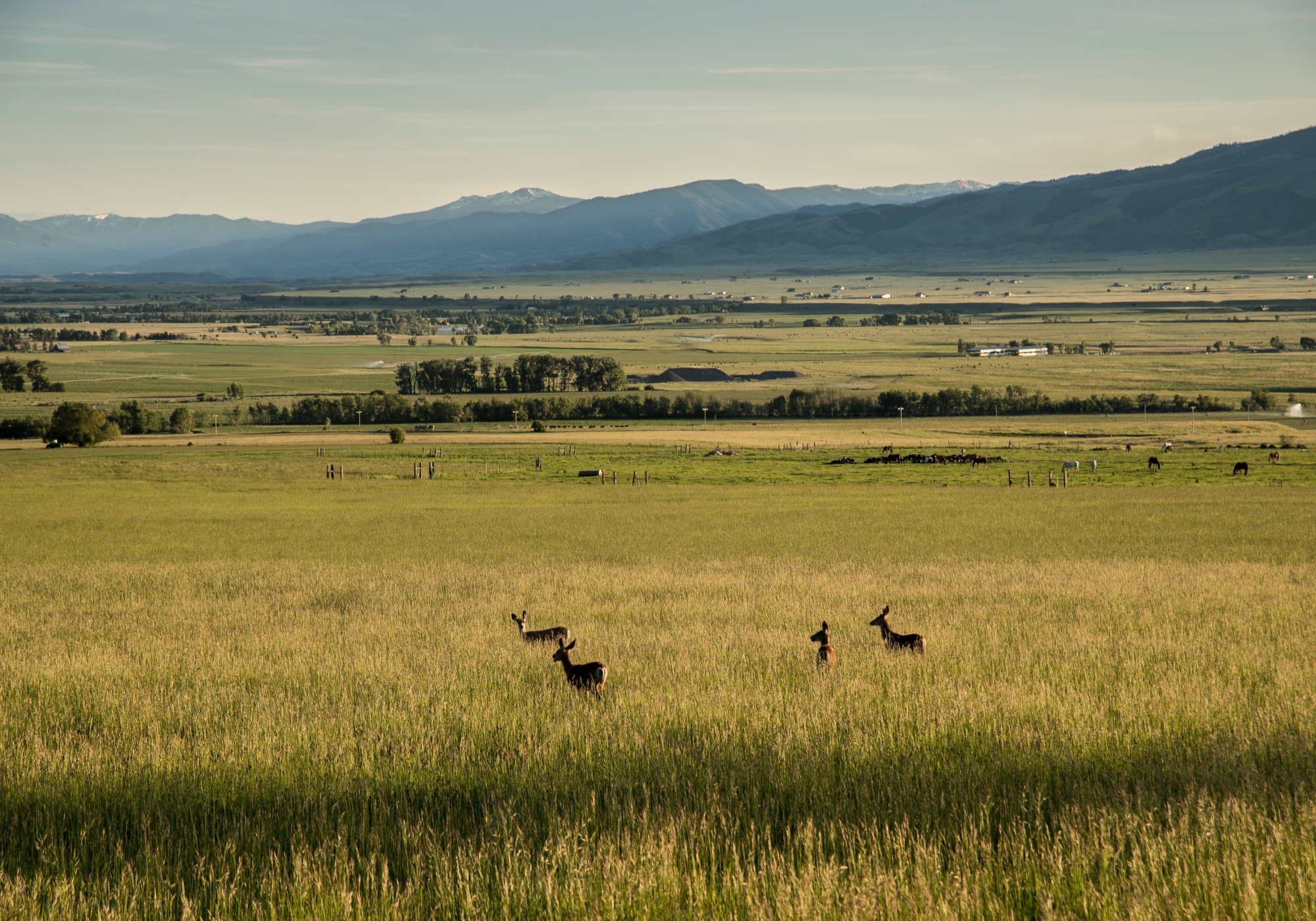 Montana New Mexico wildlife habitat trust fund