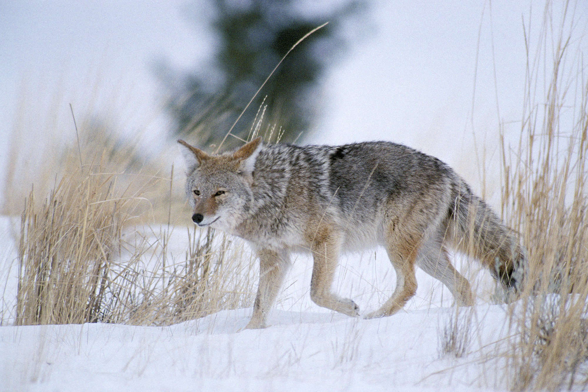 A healthy coyote trots through the snow in winter.