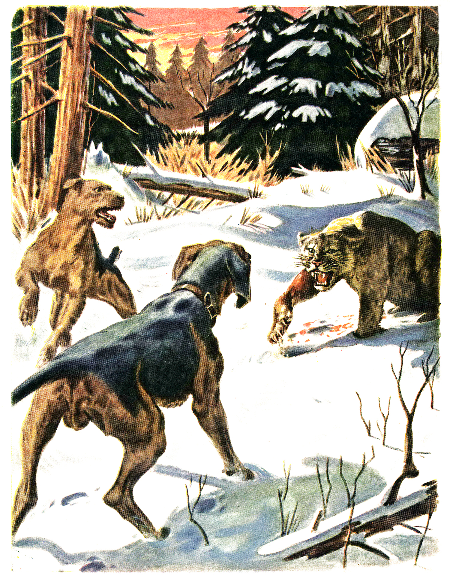 magazine illustration of cougar defending himself from two dogs