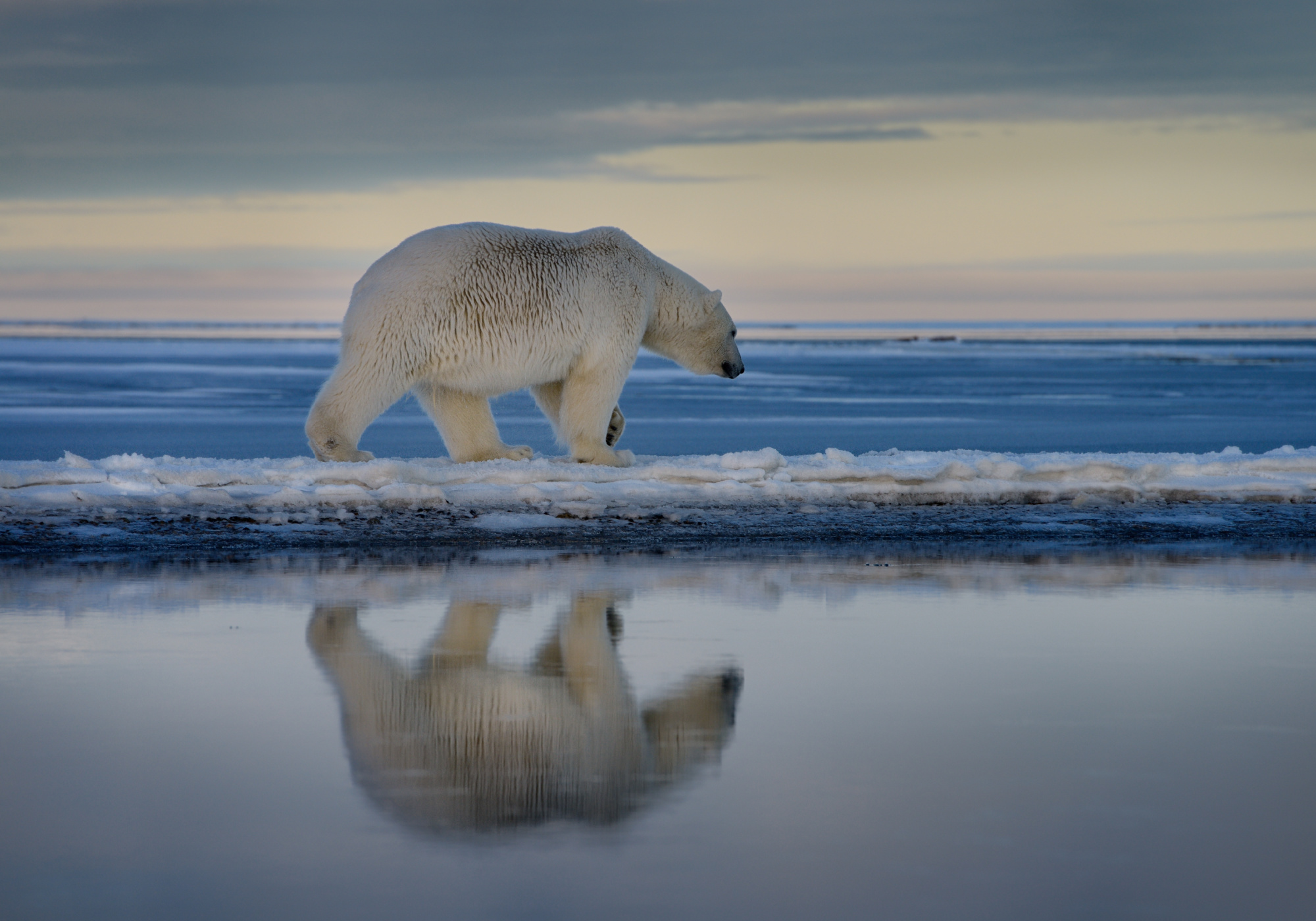 Polar bear kills woman and boy in Alaska