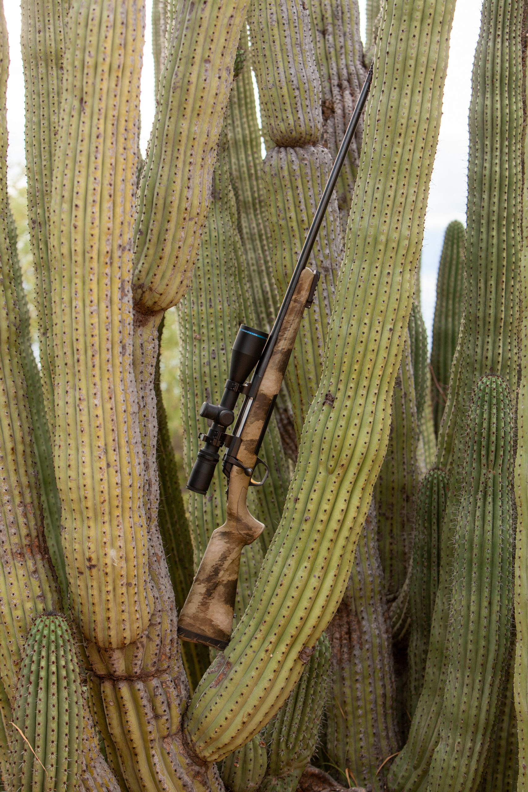 rifle nestled inlarge cactus