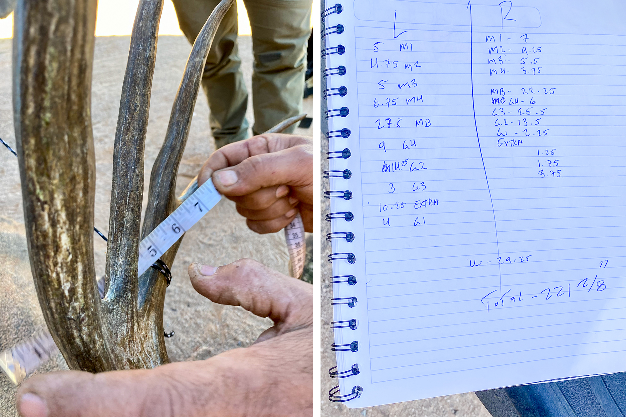 diptych: tape-measuring antlers, calculations in notebook