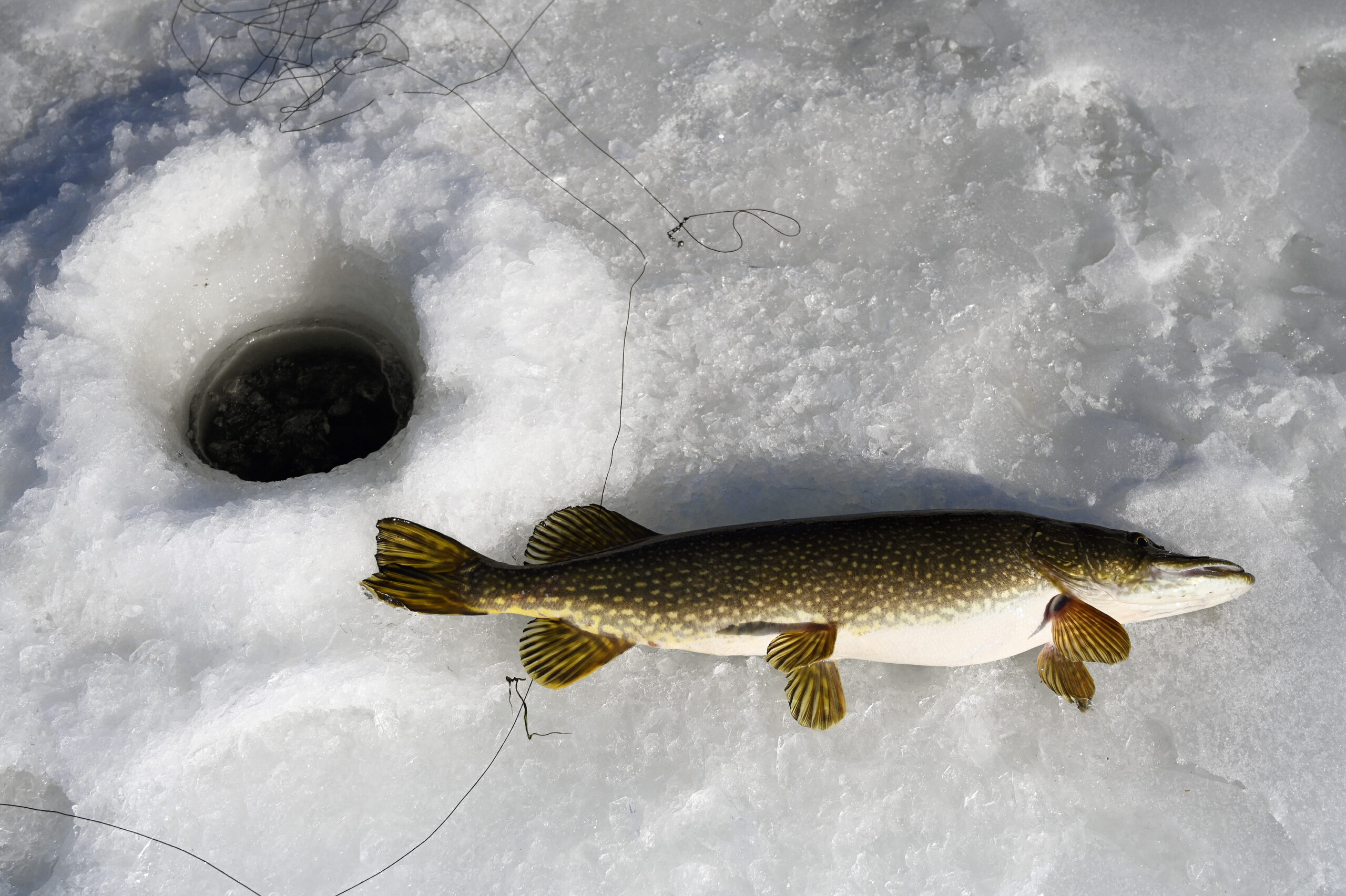 A fat pike on the ice.
