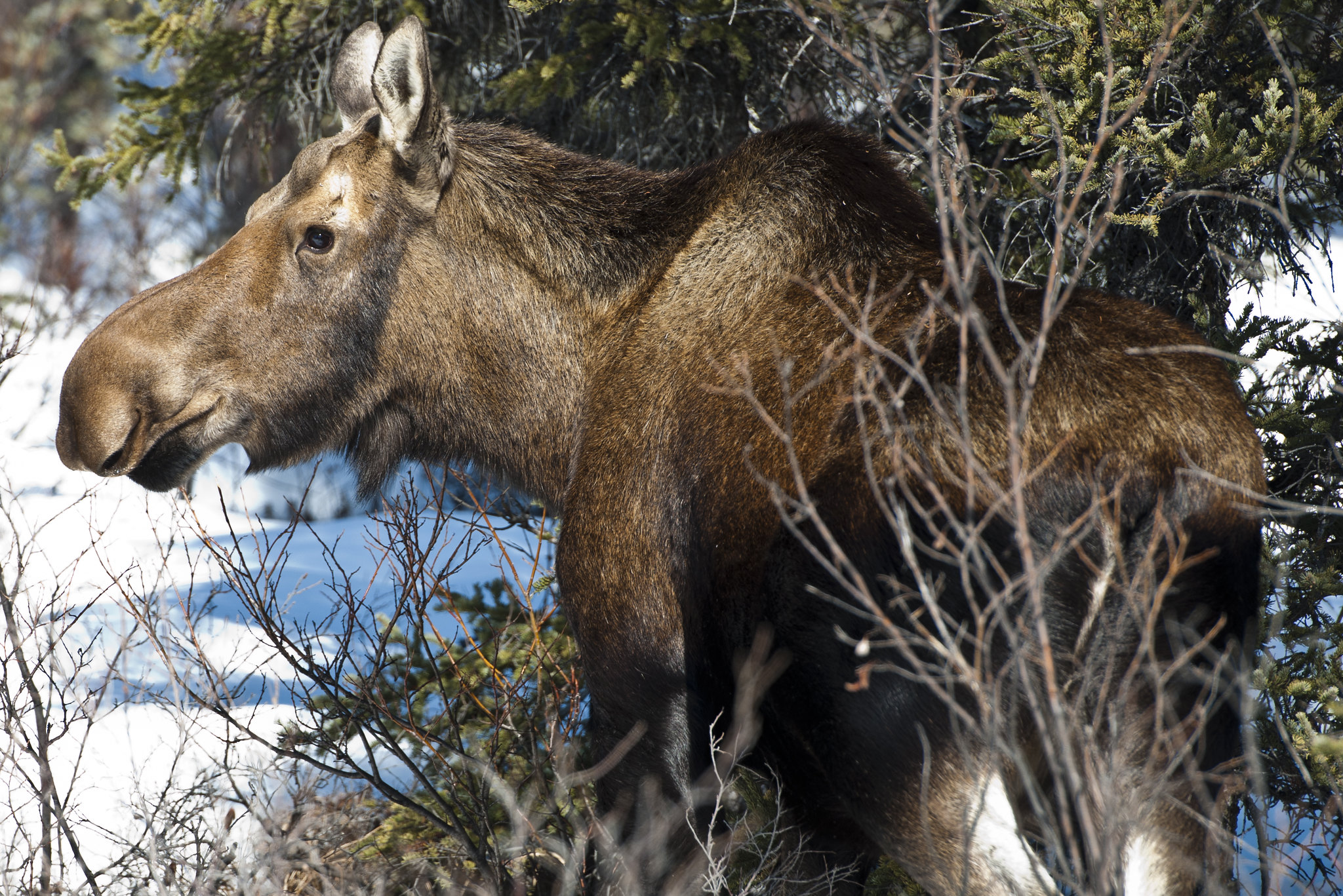 Idaho Woman Hospitalized After Being Knocked Unconscious by a Moose in Her Driveway