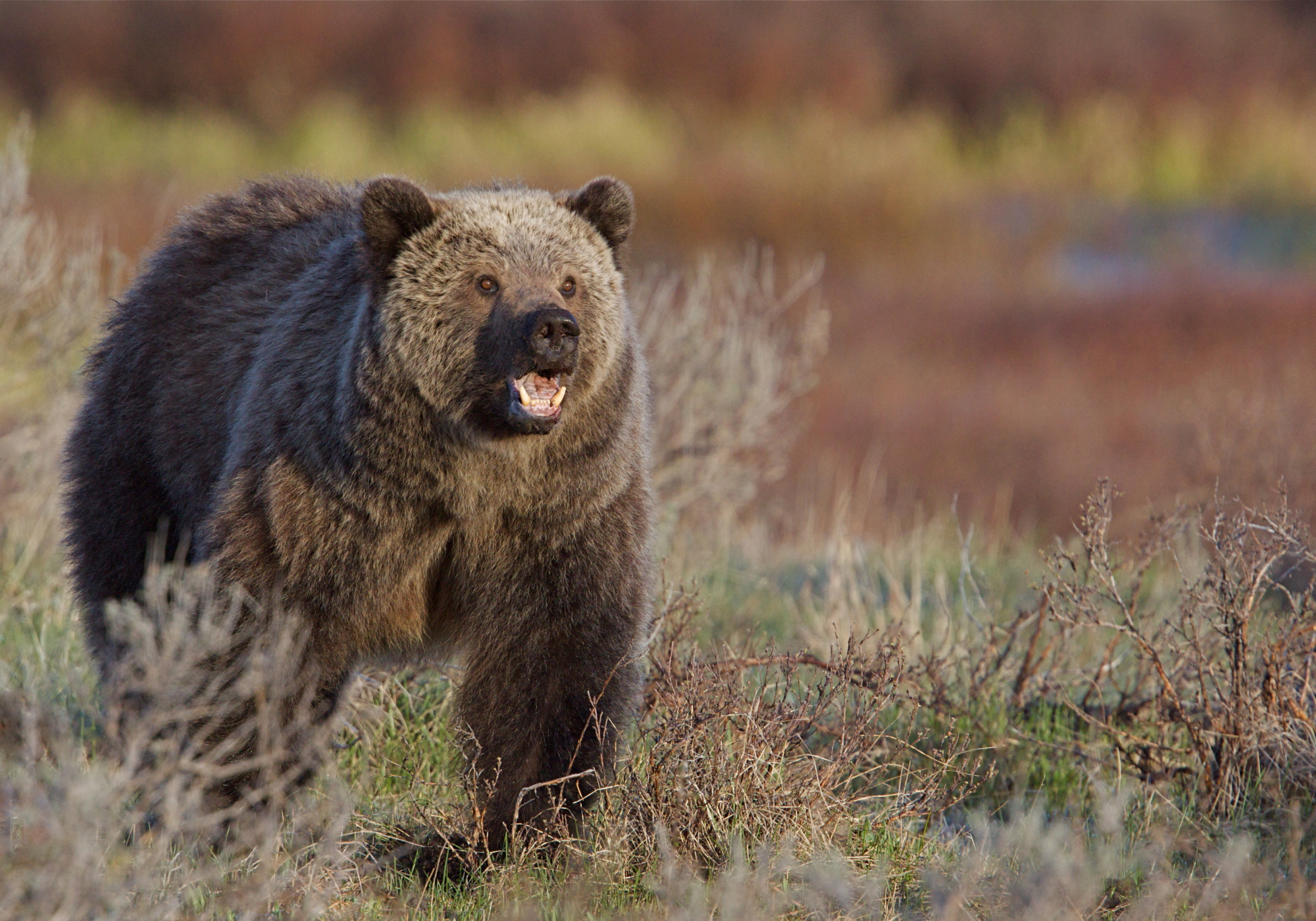 Wildlife Advocates Sue Feds for Trapping, Relocating, and Killing Problem Grizzlies