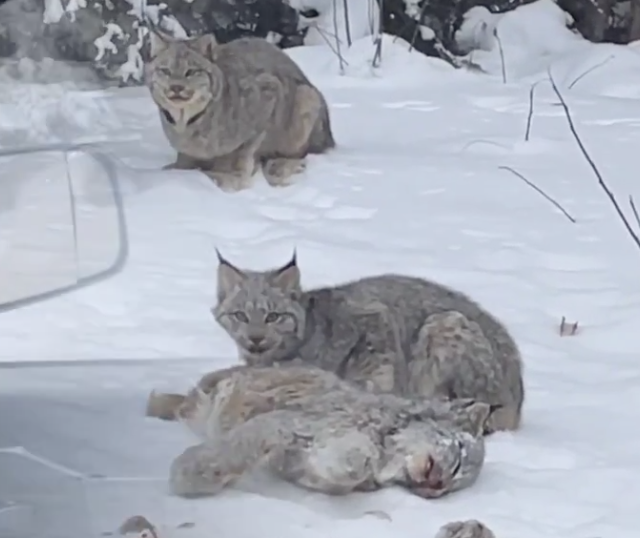 A female lynx is feeding on another female lynx, while a male watches from behind.