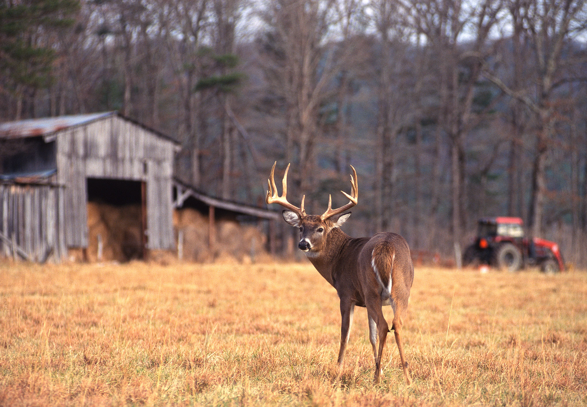 9 Out of Every 10 Harvested Whitetails Are Taken on Private Land. Here’s What That Means for Deer Hunting in America