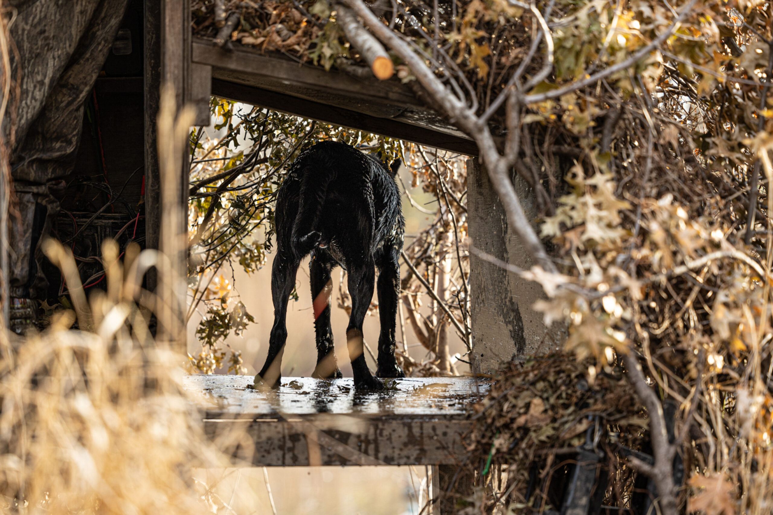 A black Lab watches for birds in a dog box attached to a blind.