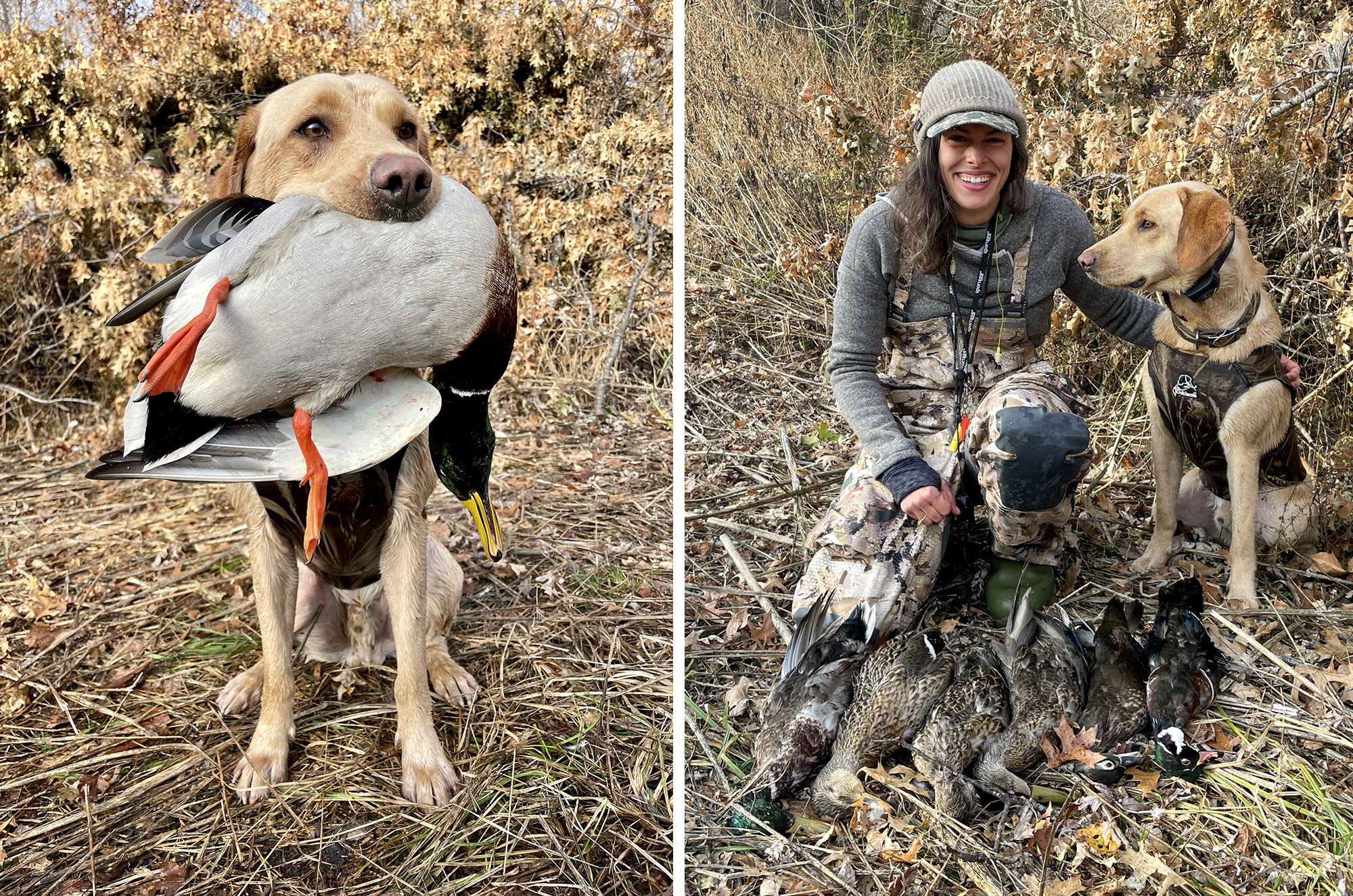 A yellow Lab holds a fat drake mallard, a hunter kneels beside her dog.