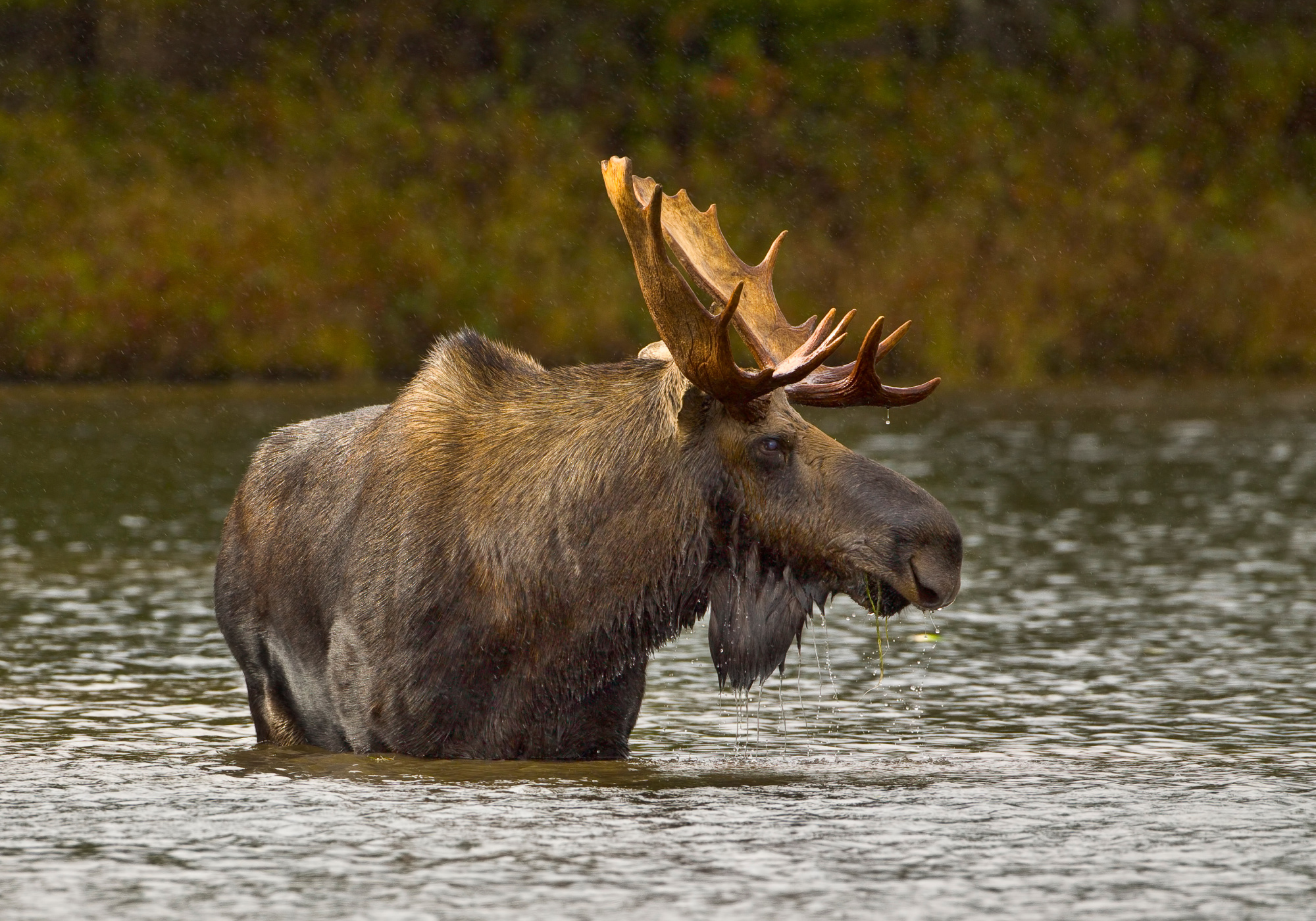 Maine moose hunt harvest numbers low