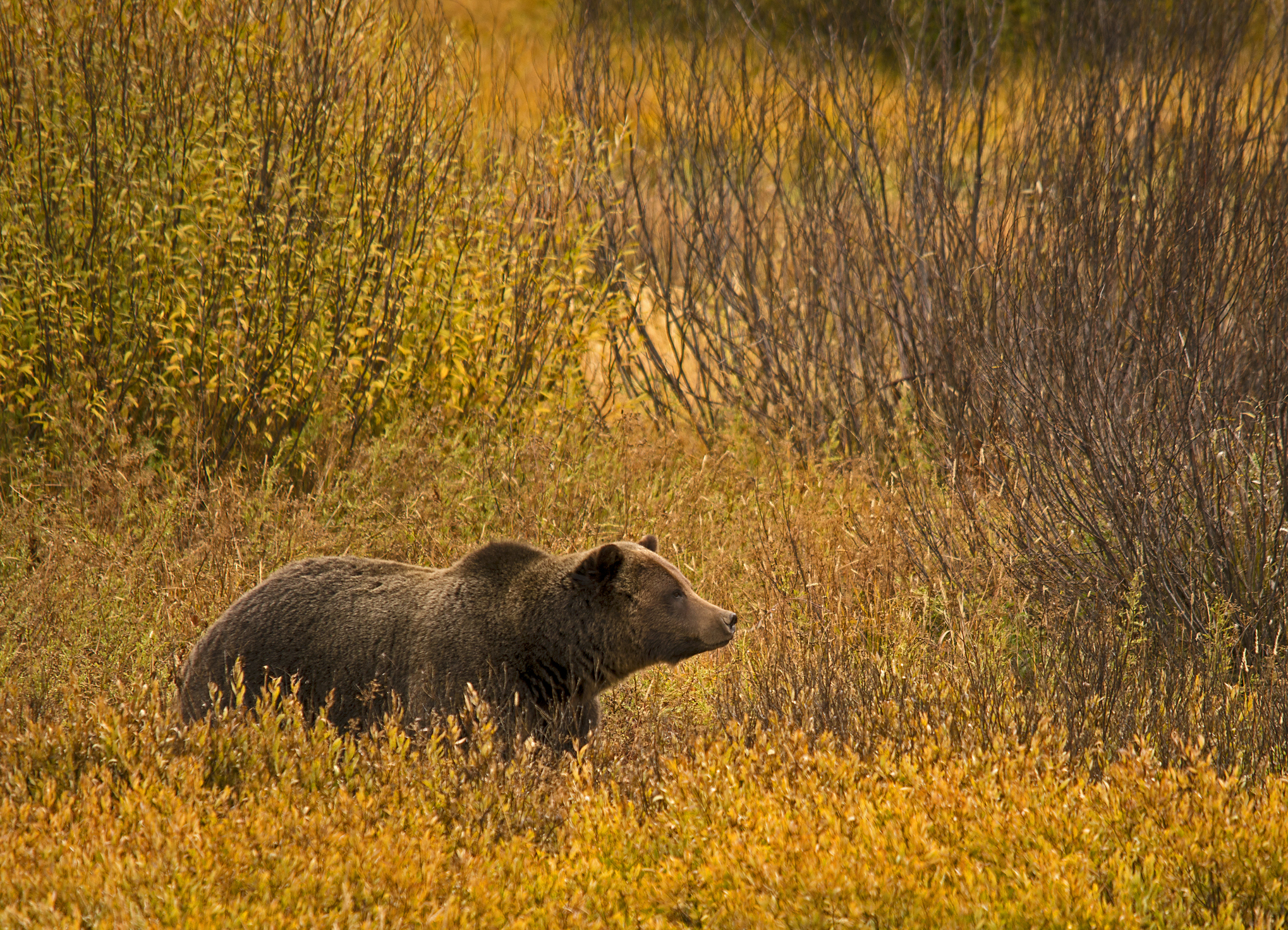 grizzly bear montana