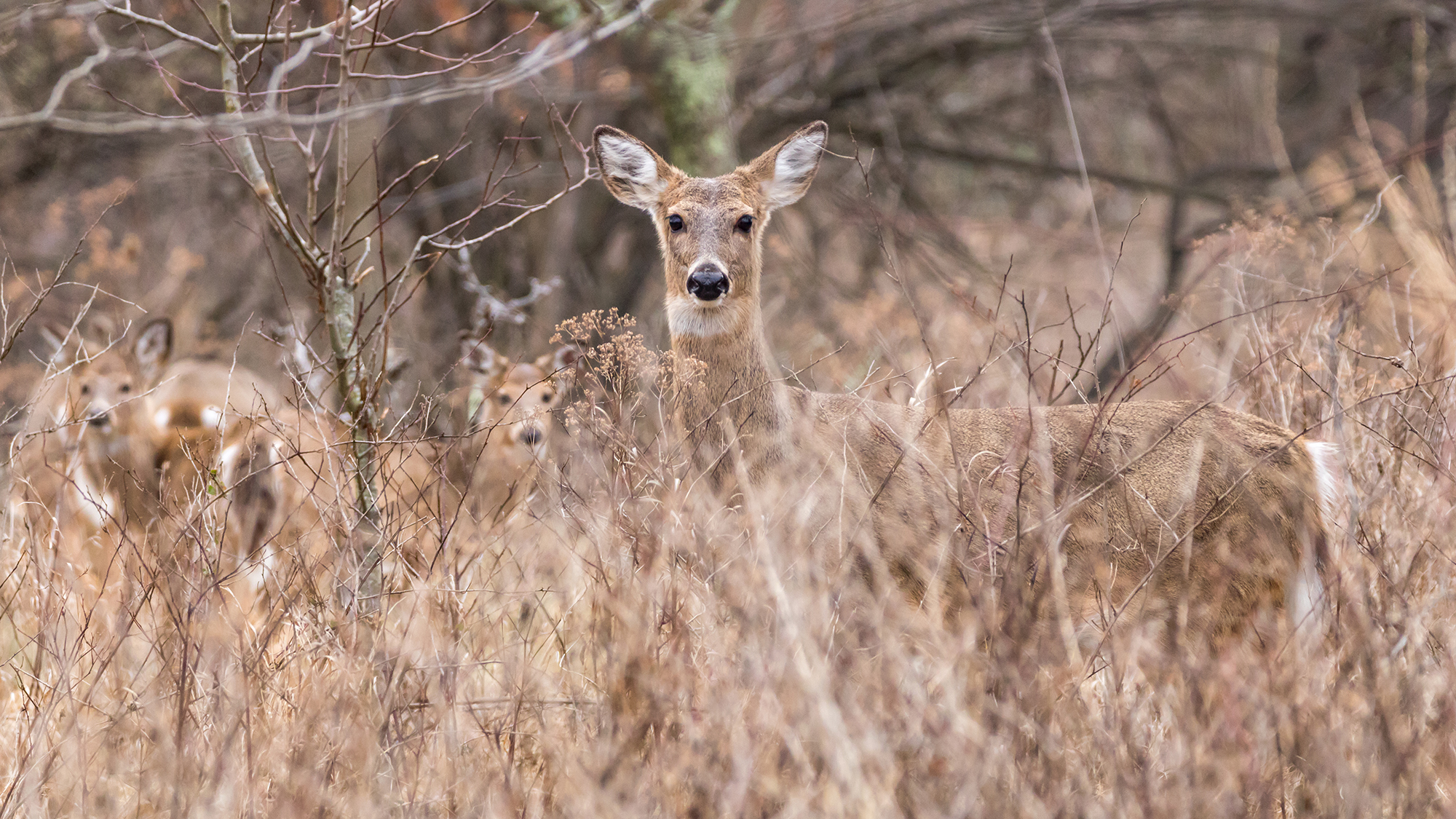 A whitetail deer stares at a hunter in the brush.