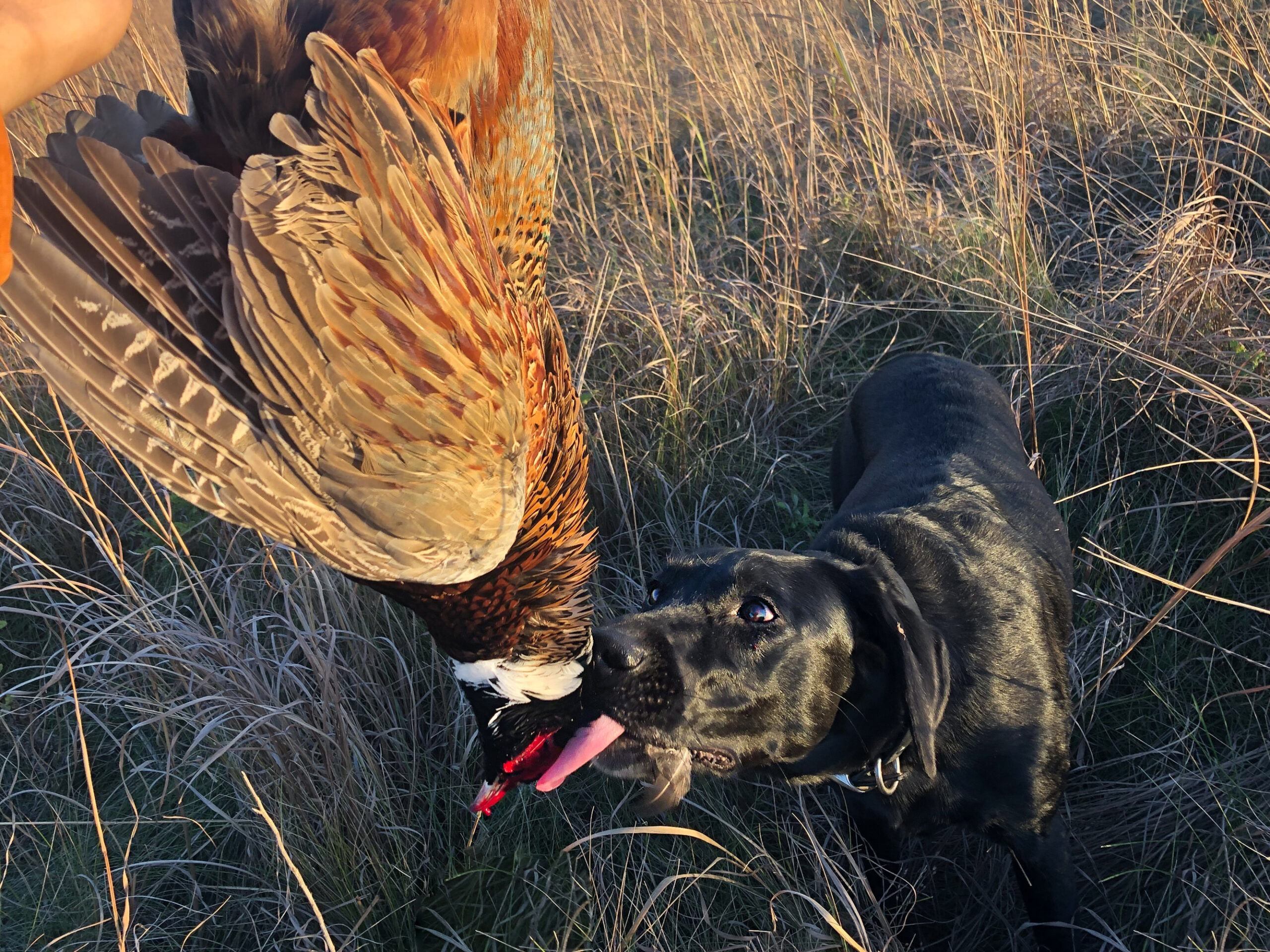 A black Labrador licks a pheasant.
