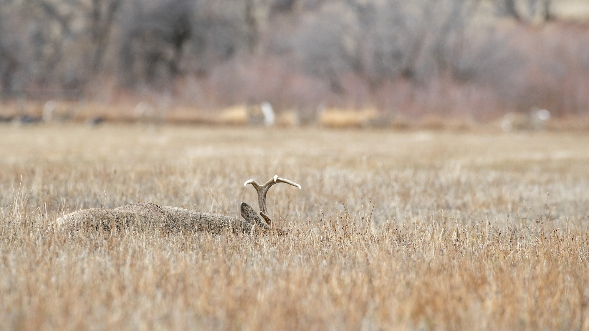 A whitetail buck lying in a cut field.