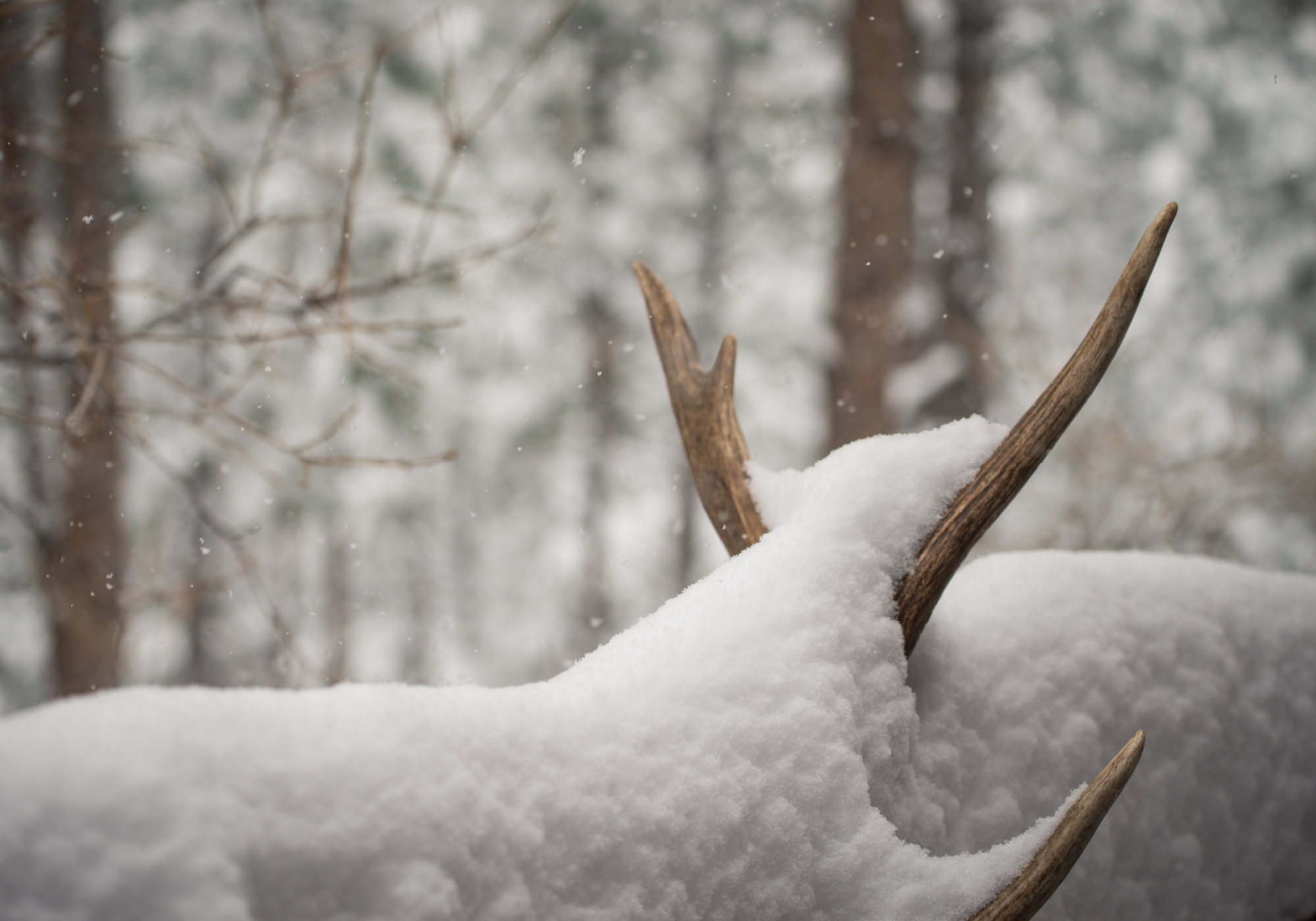Utah Closes All Shed Hunting Until May. Some Hunters Aren’t Happy About It