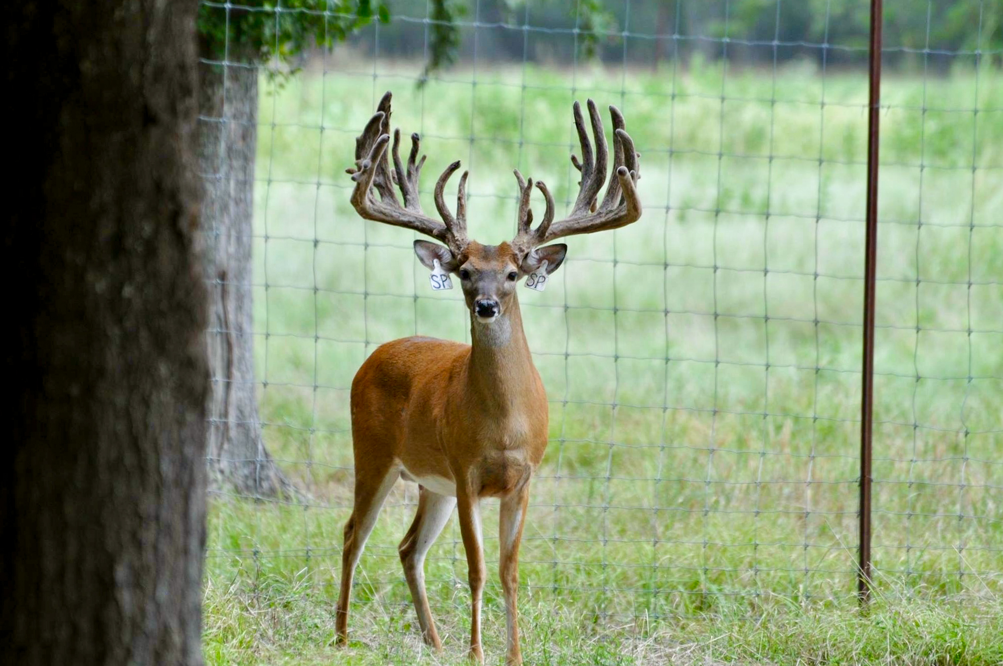 Texas deer breeders are now required to live test every animal before it is moved or transferred from a breeding pen. 