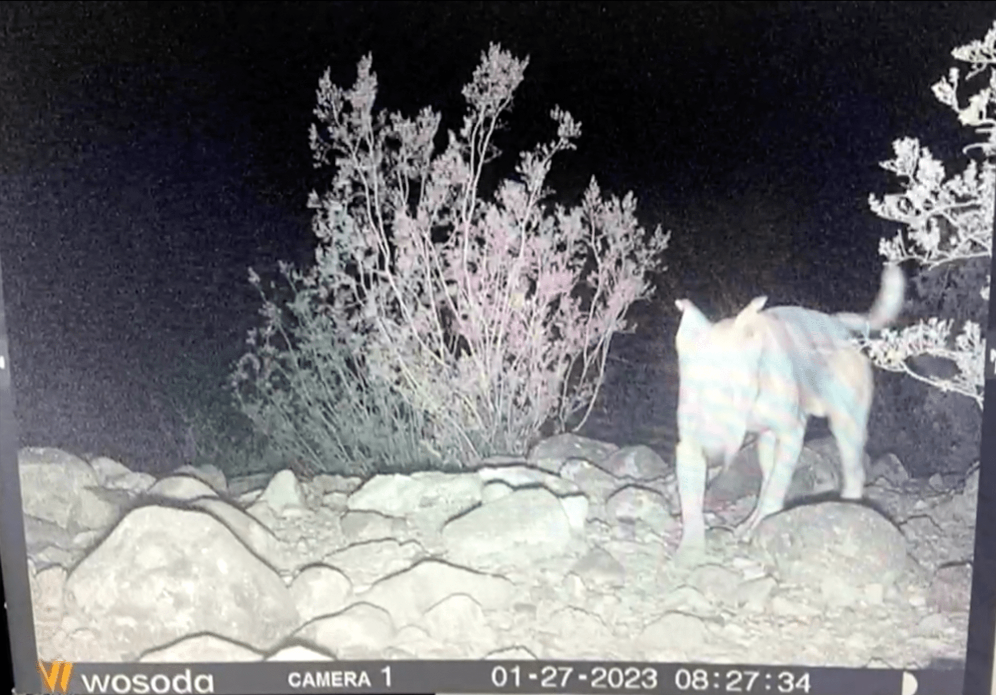 When Coyotes and Dogs Mix: Wild Coyotes Adopt Stray Dog in Nevada Desert