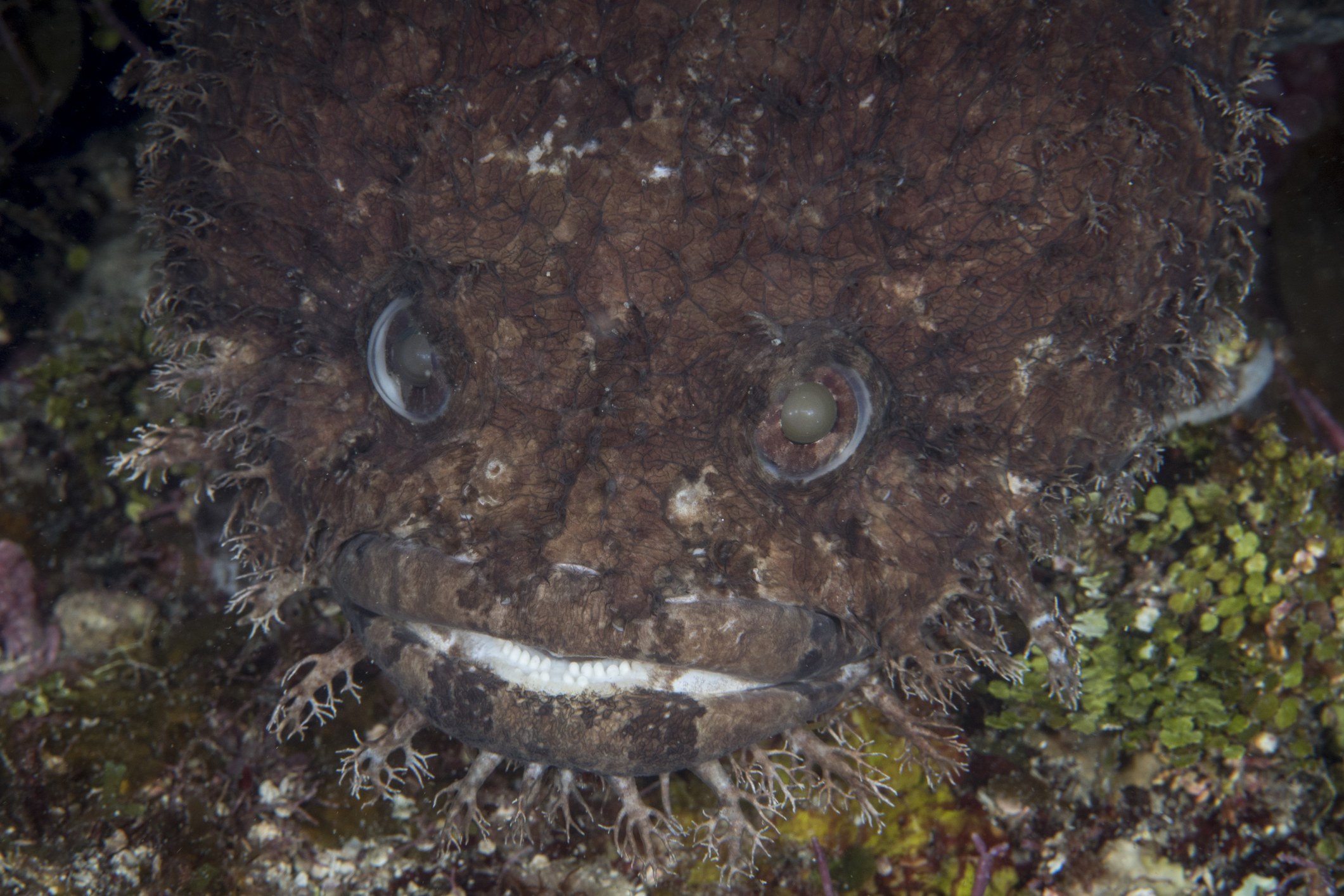 a large-eye toadfish