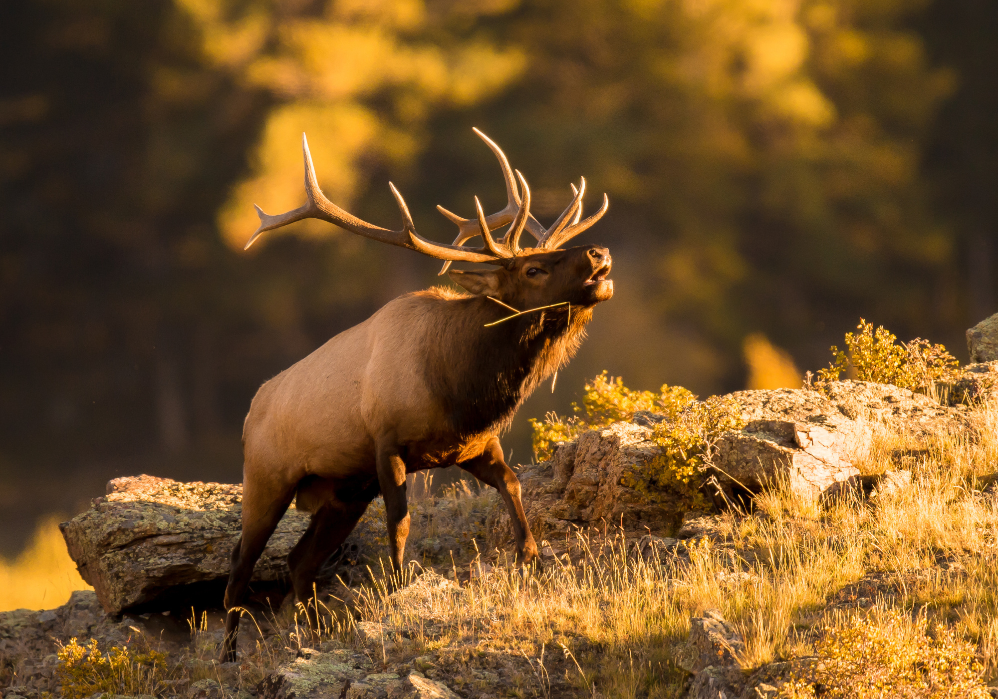 Do elk bugle in accents?