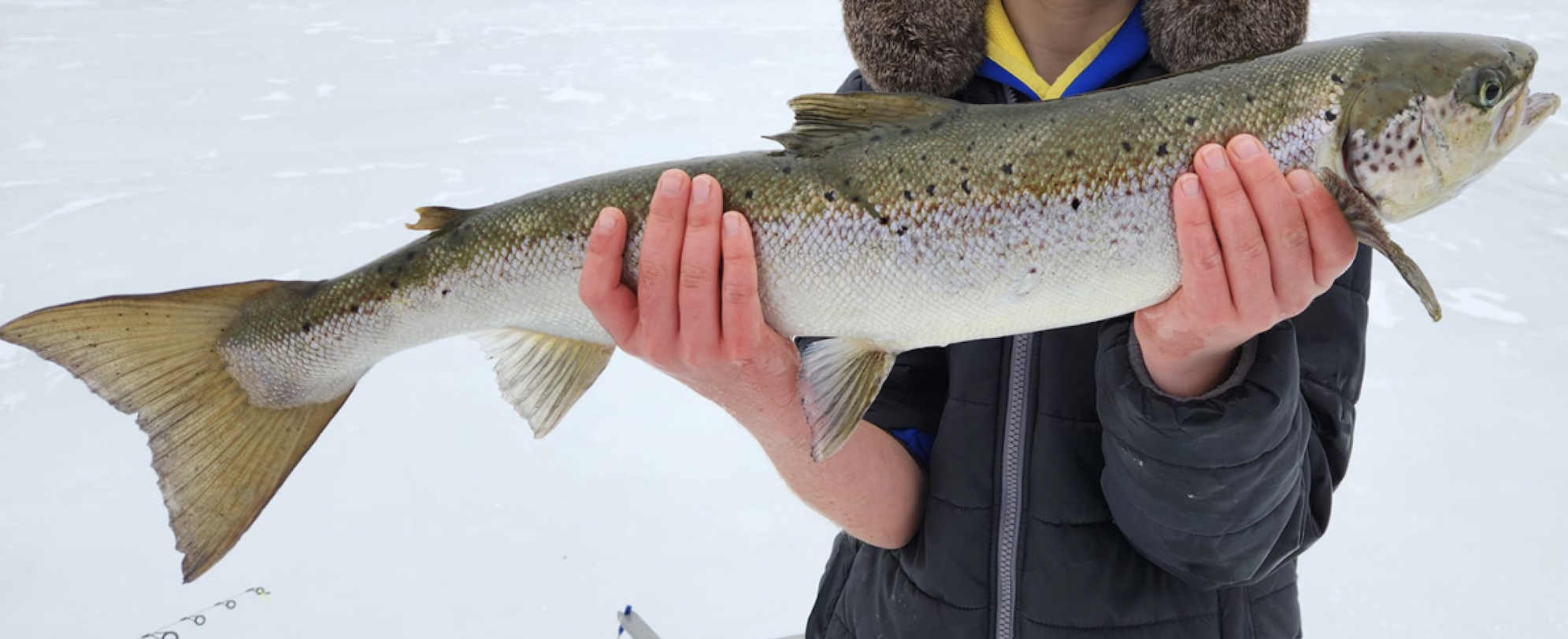 Mainer Catches Atlantic Salmon Through the Ice