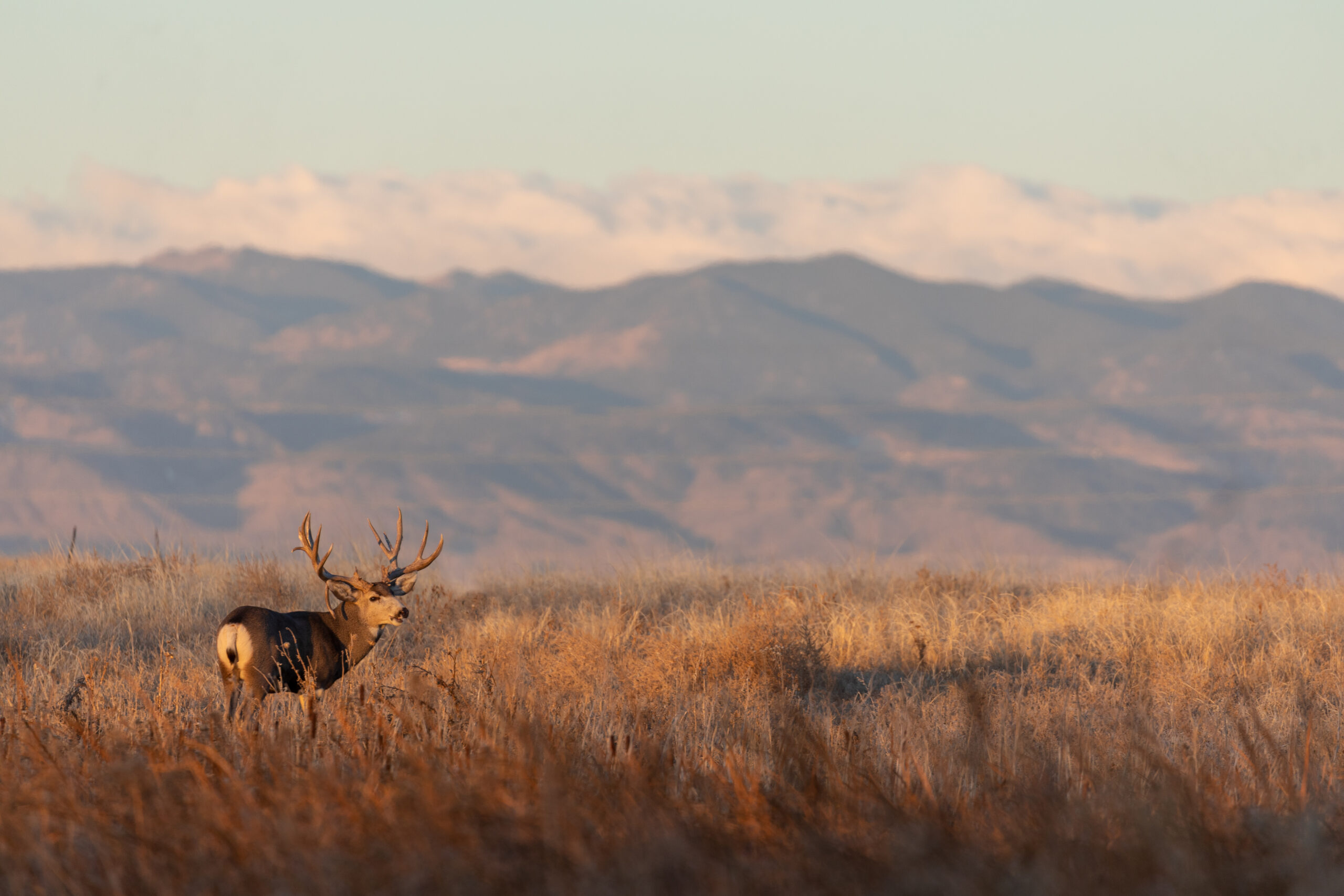 A big mule deer buck on the prairie.