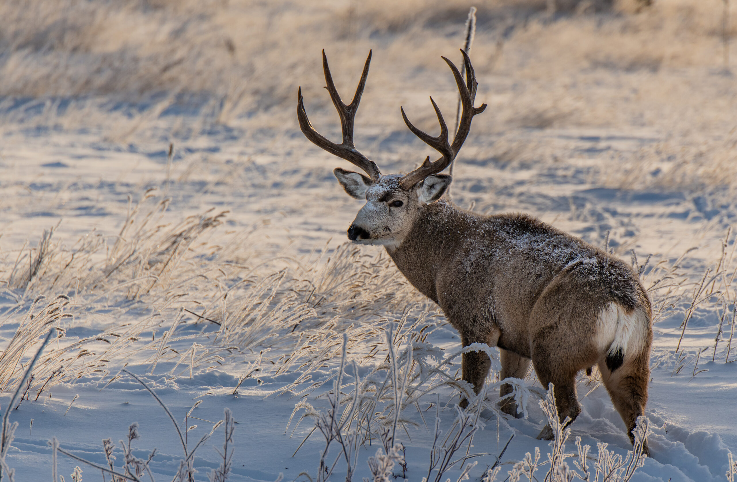 A big mule deer buck dusted in snow.