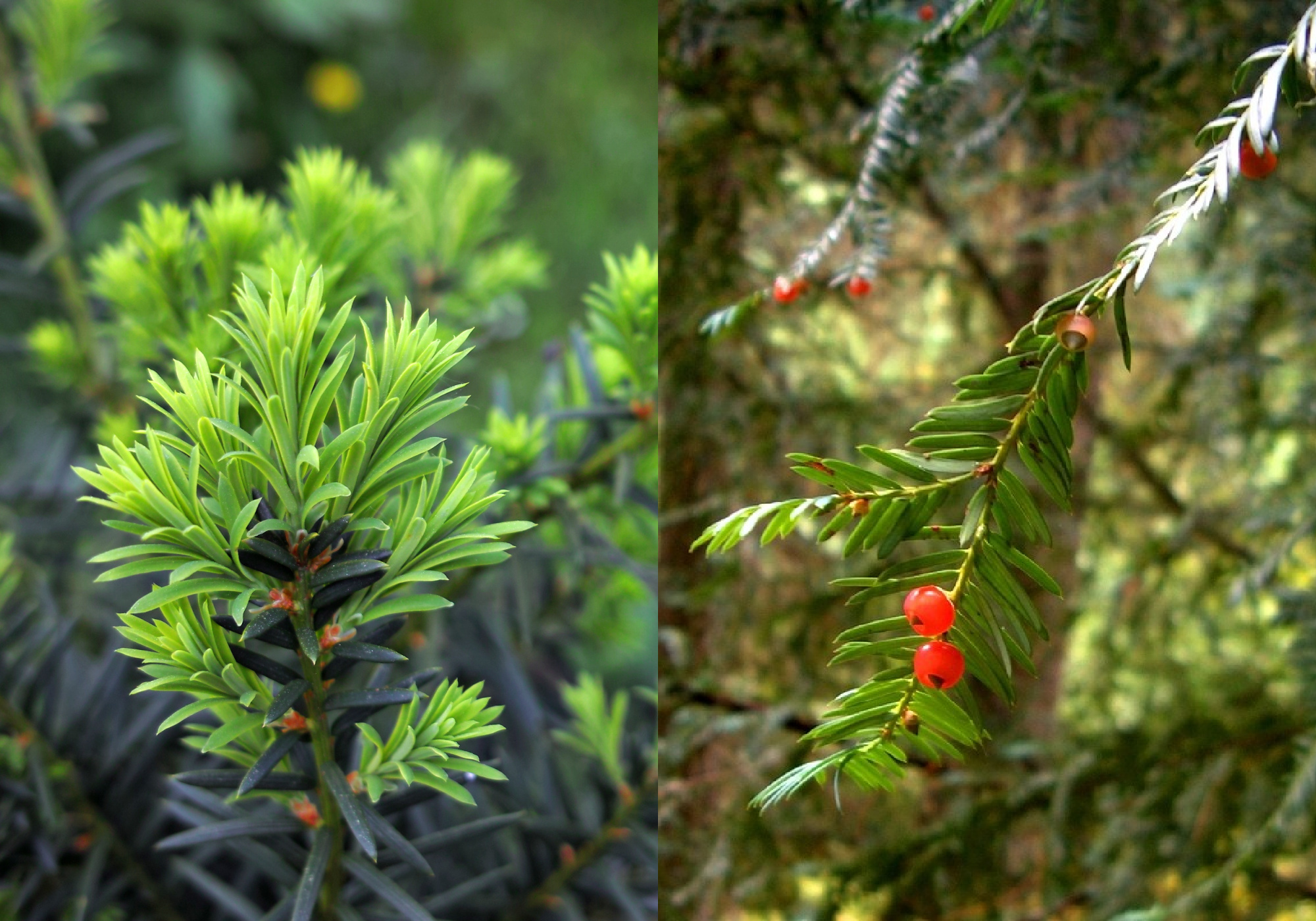 japanese yew and pacific yew