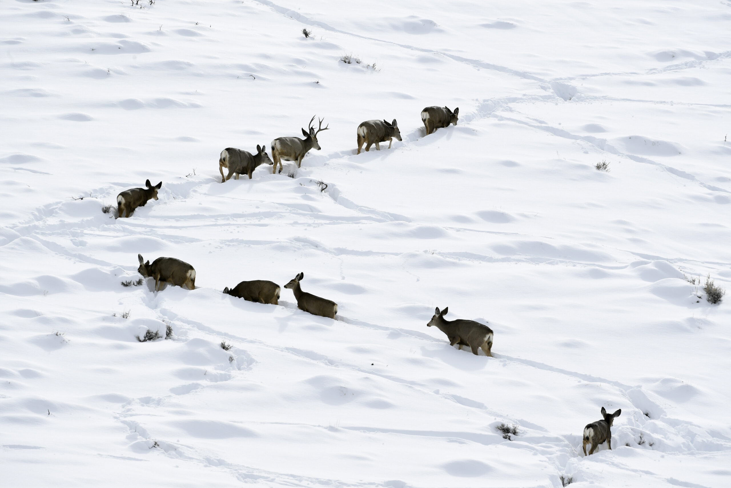 Mule deer navigate the snow in Colorado.