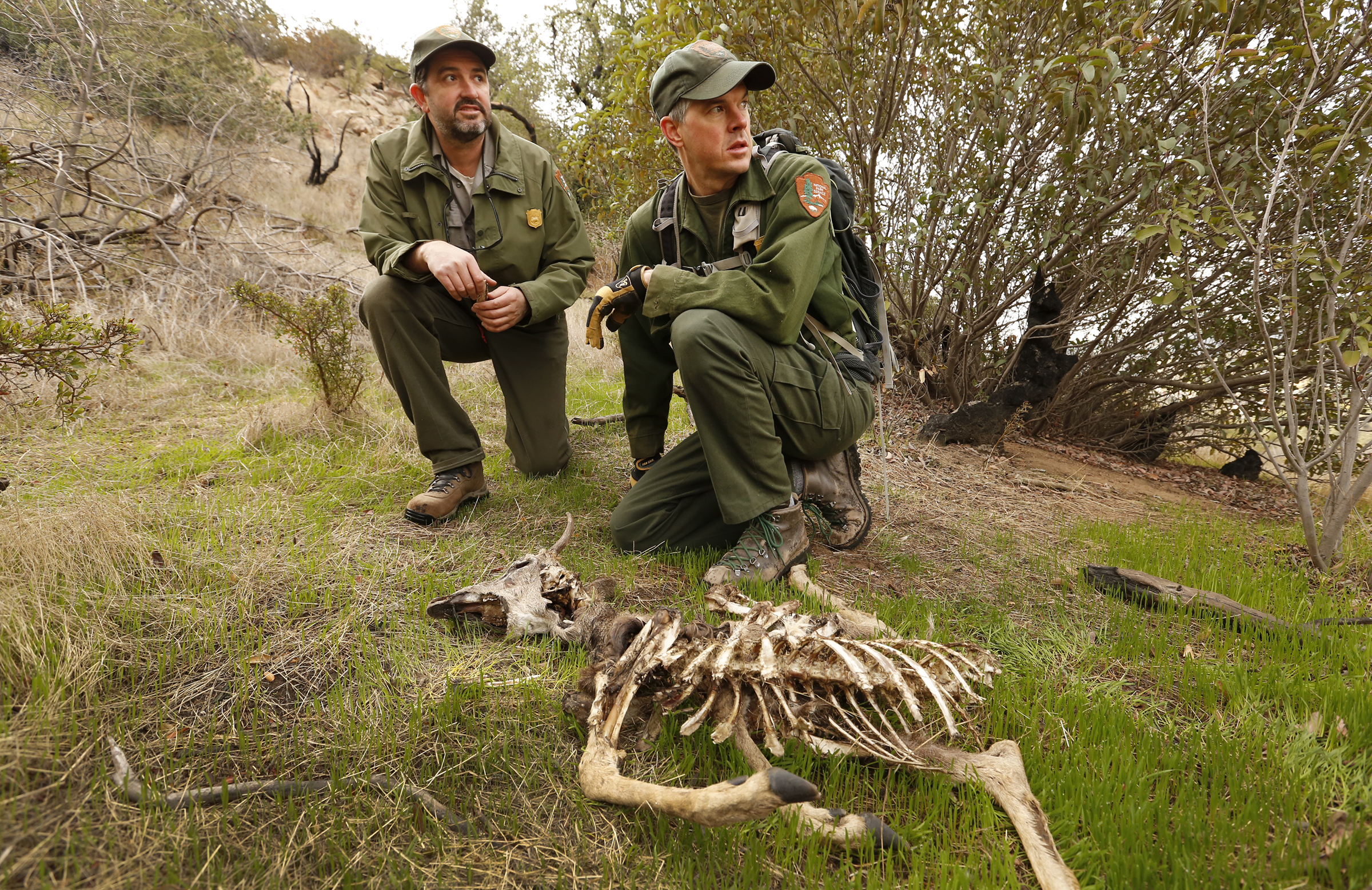 Two NPS officials kneel by the skeleton of a mule deer killed by a mountain lion.