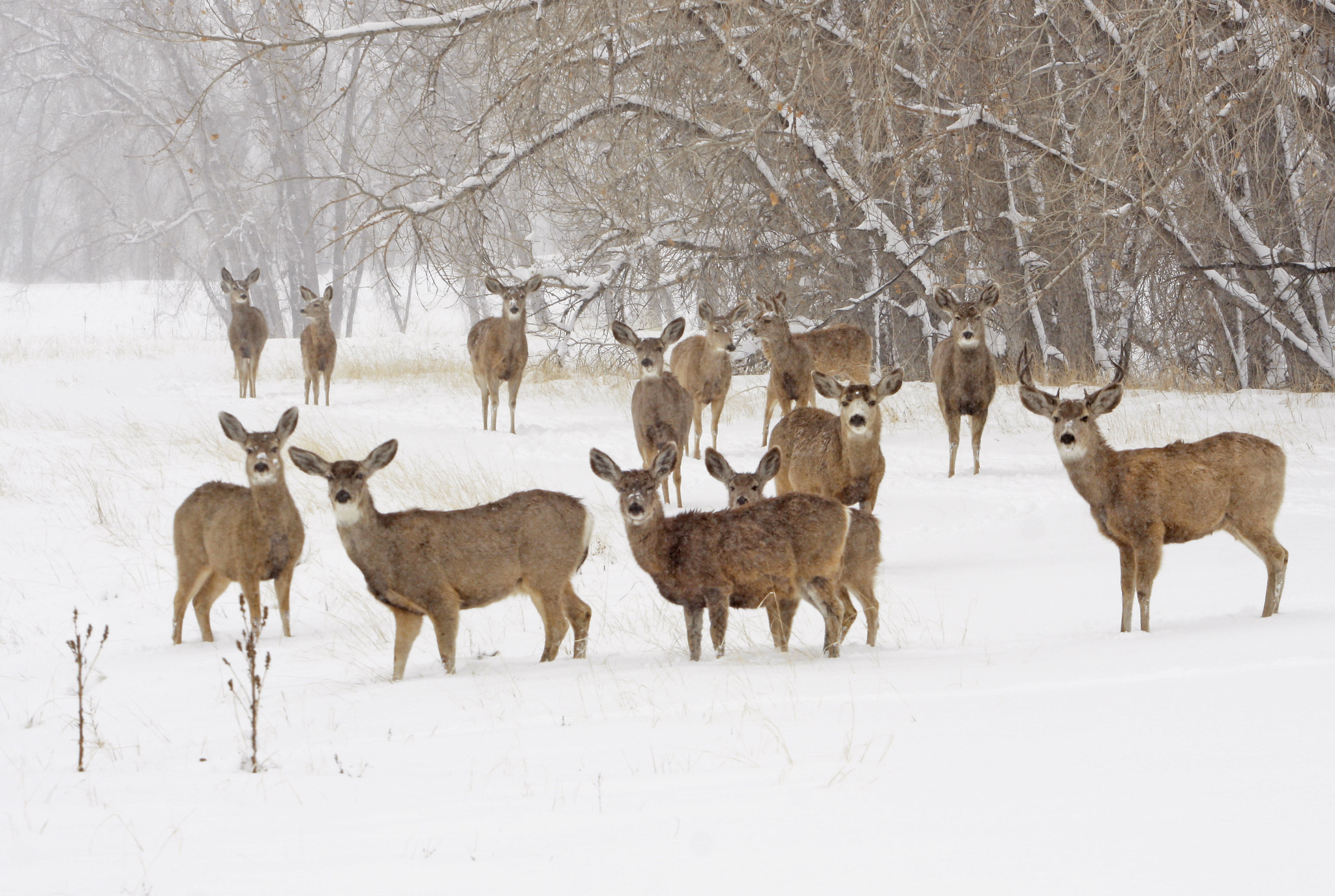 A herd of mule deer standing in the snow in winter.