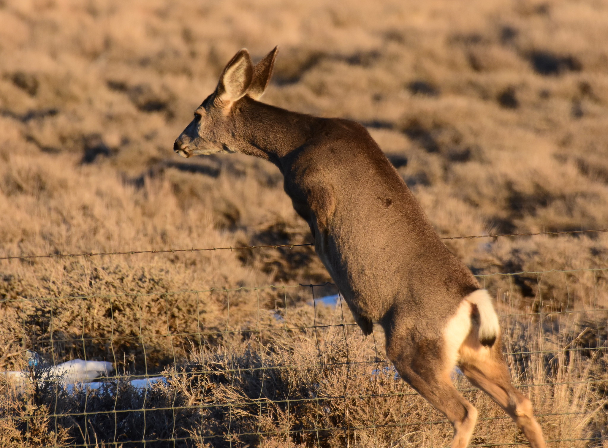 A mule deer doe jumps over a wire fence in Wyoming.