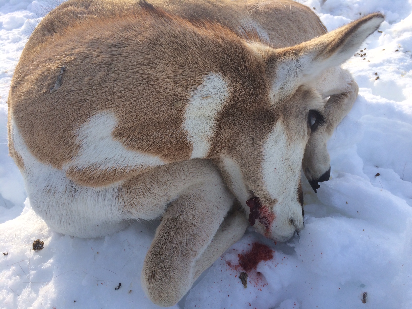 pronghorn killed by yew tree