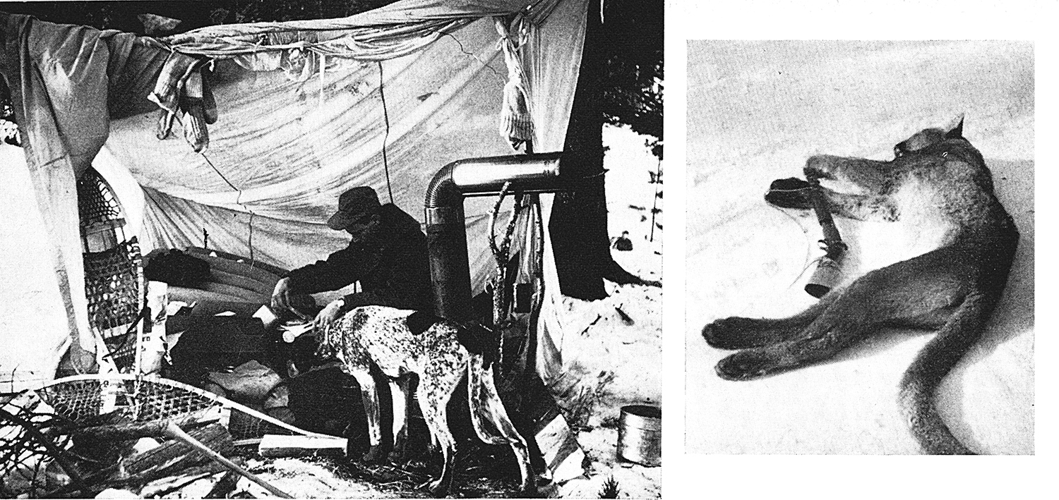 Old photographs of a hunter and dog in a tent; an emaciated cougar