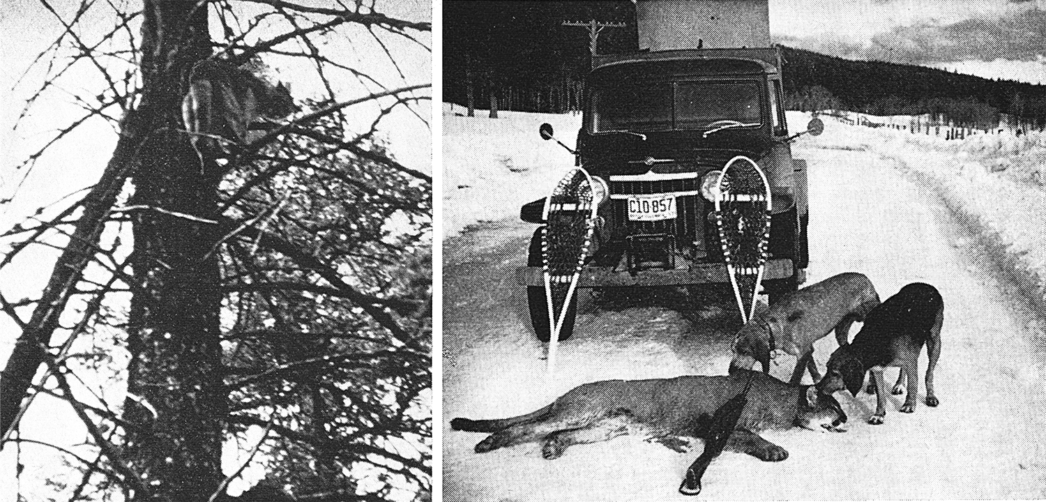 Old photos of a treed cougar and a car, snowshoes, two hounds, and a cougar.