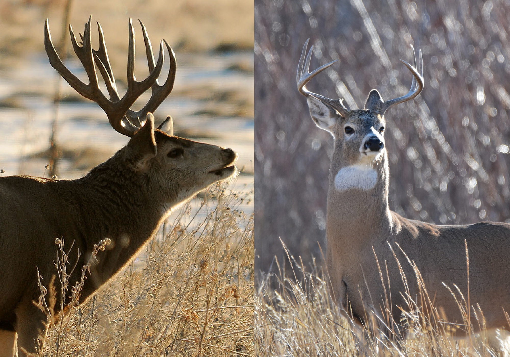 Mule deer antlers versus whitetail deer antlers.