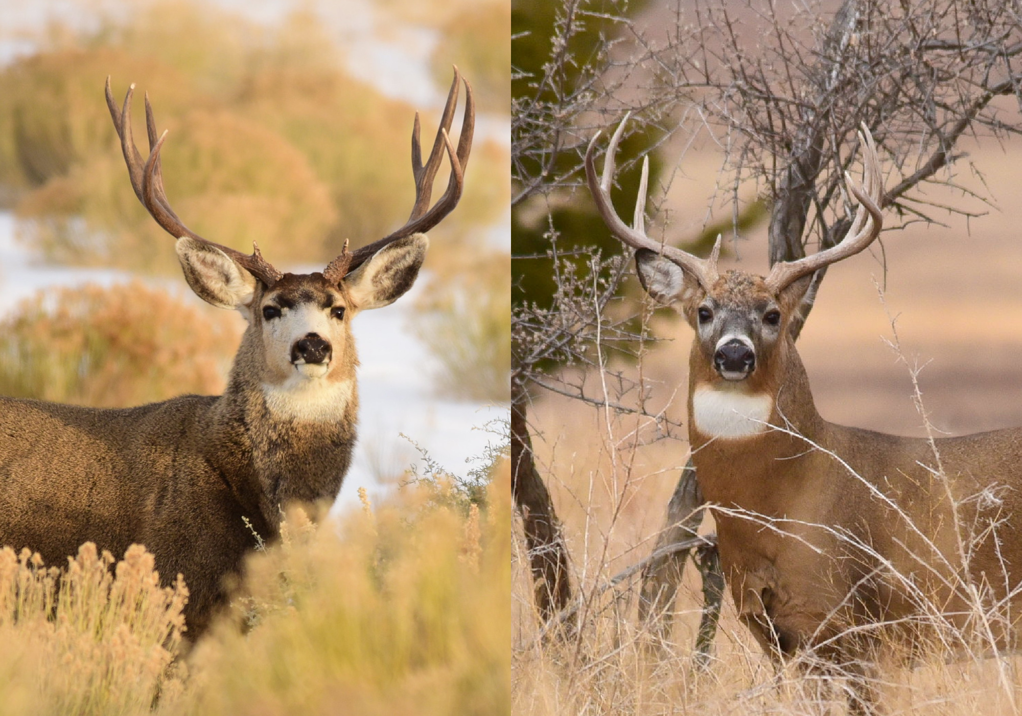 Mule deer antlers vs. whitetail antlers, in a head-on comparison.