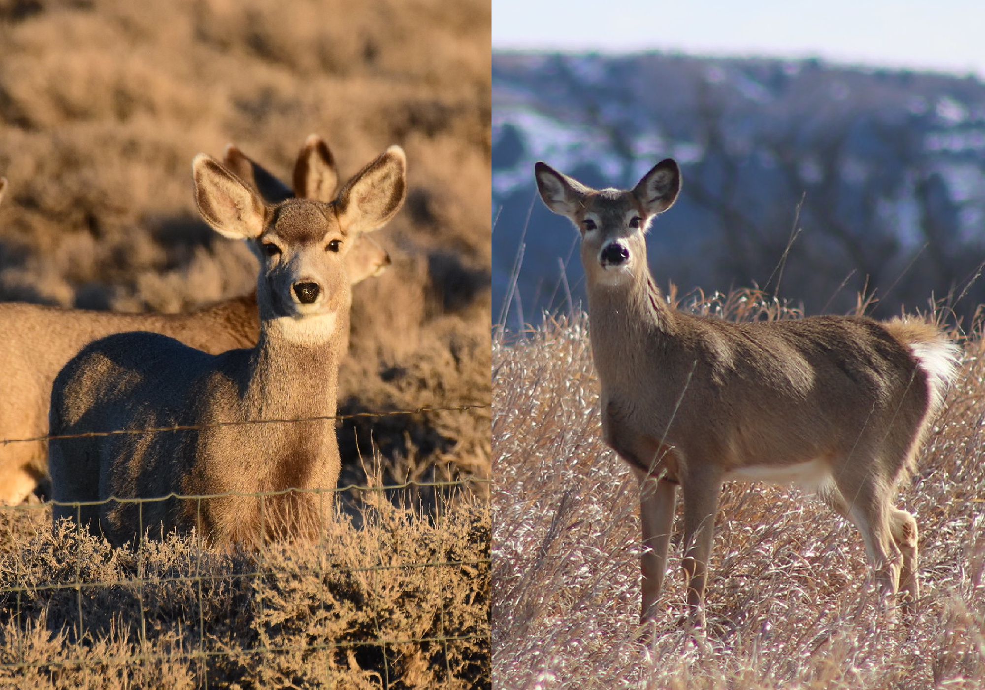 mule deer doe vs whitetail doe