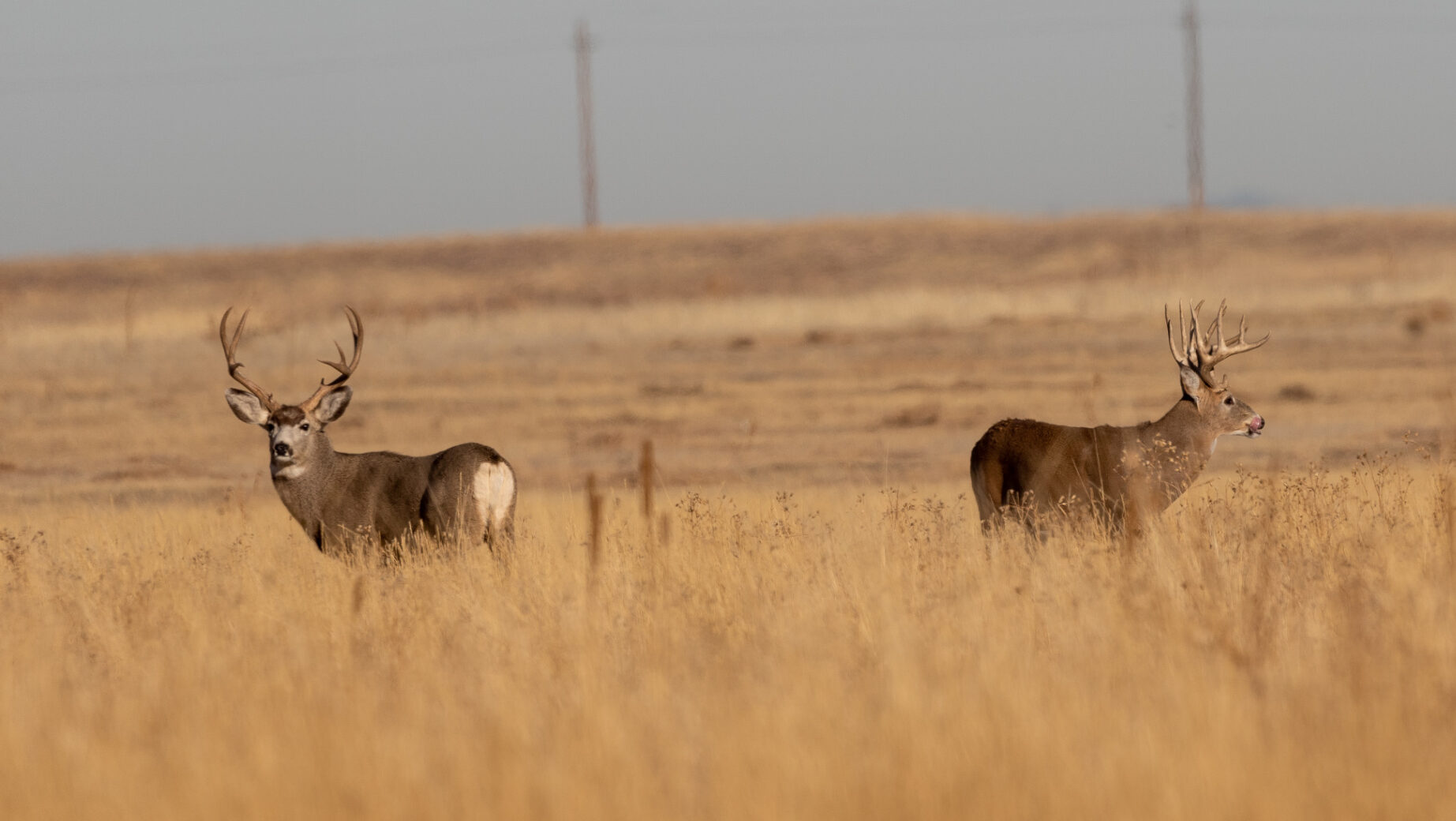 A mule deer buck stands beside a whitetail buck on the prairie.