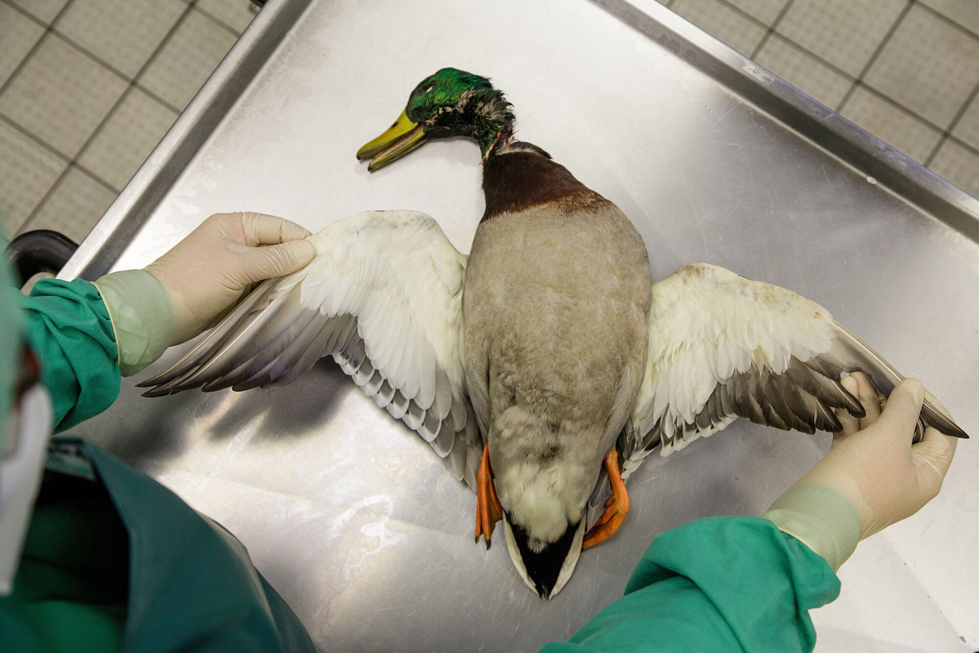 dead duck with avian influenza