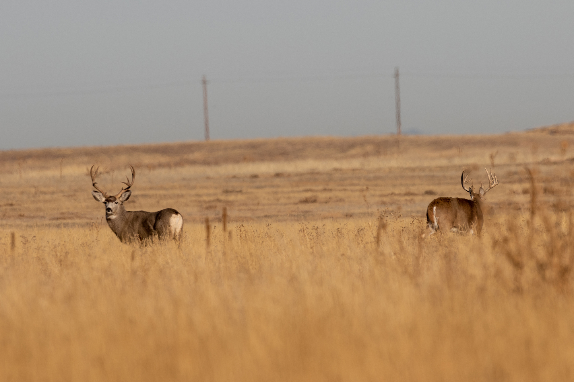 Two bucks stand beside each other on the prairie, one is a mule deer and the other is a whitetail.