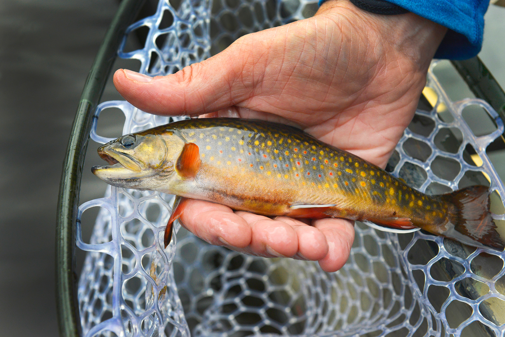 A small brook trout held in hand over a net.