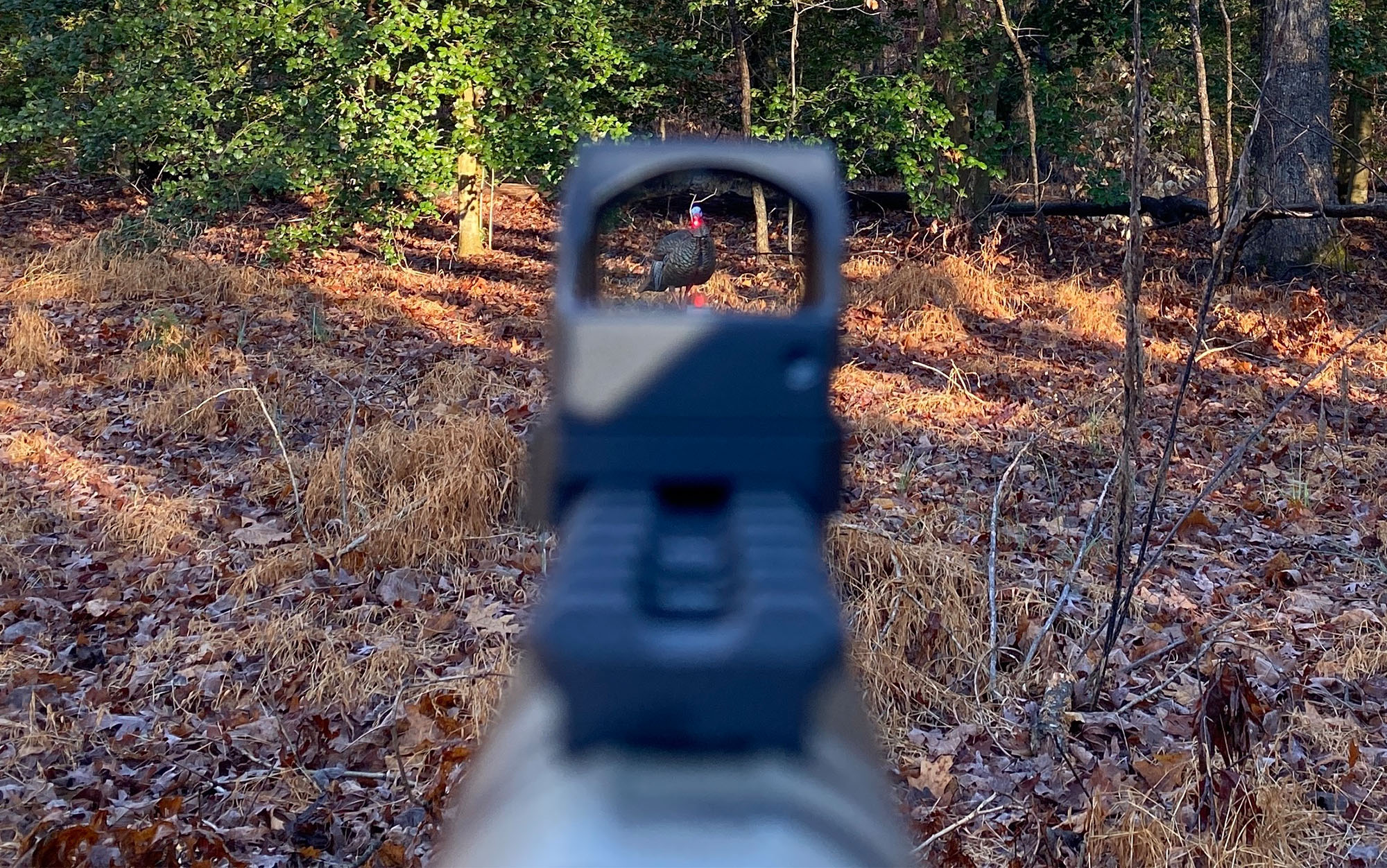 The Bushnell red dot is aimed at a turkey decoy.