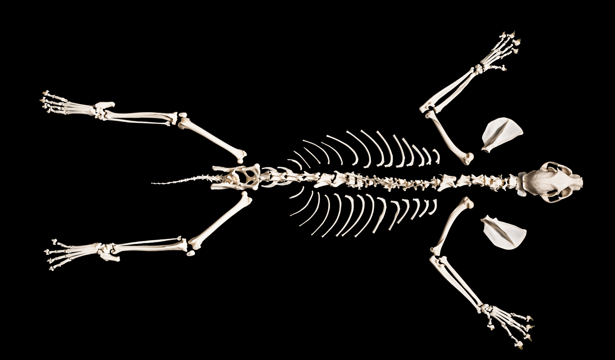 The anatomy of a bobcat skeleton.
