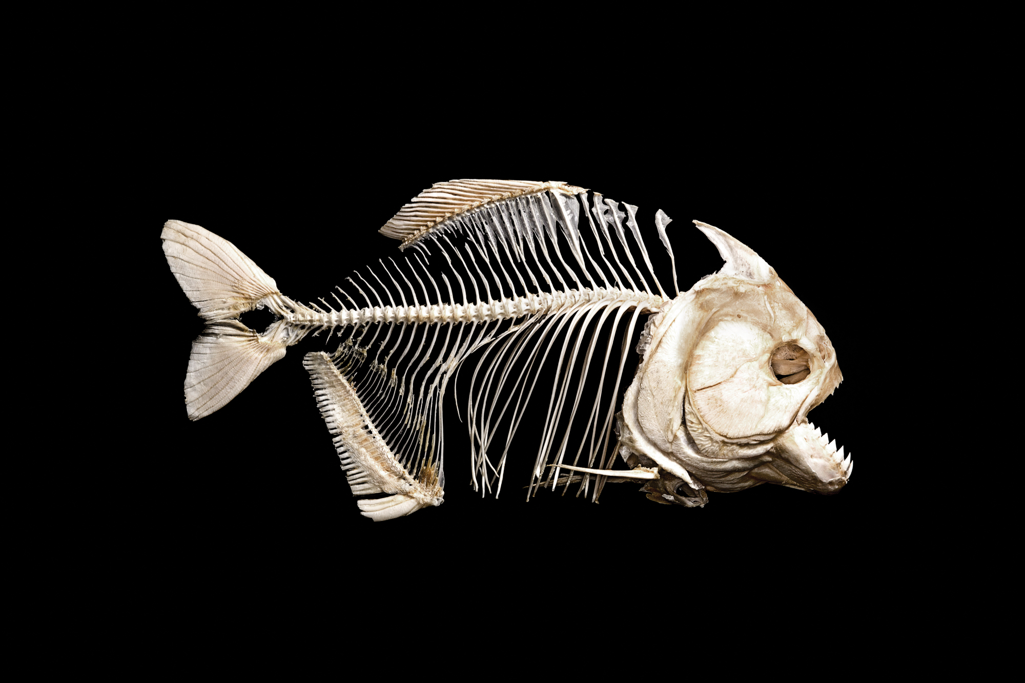 A piranha skeleton on black.