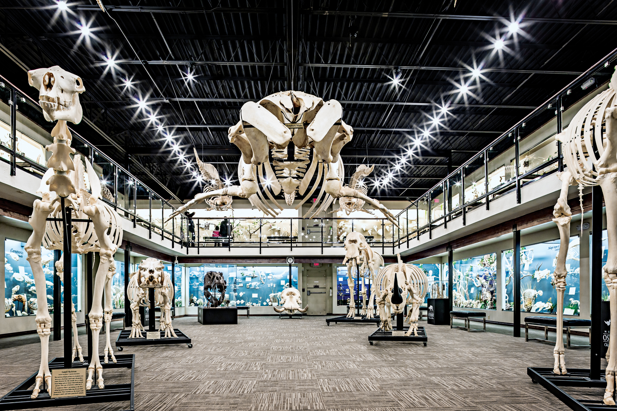 A museum with skeletons on stands.