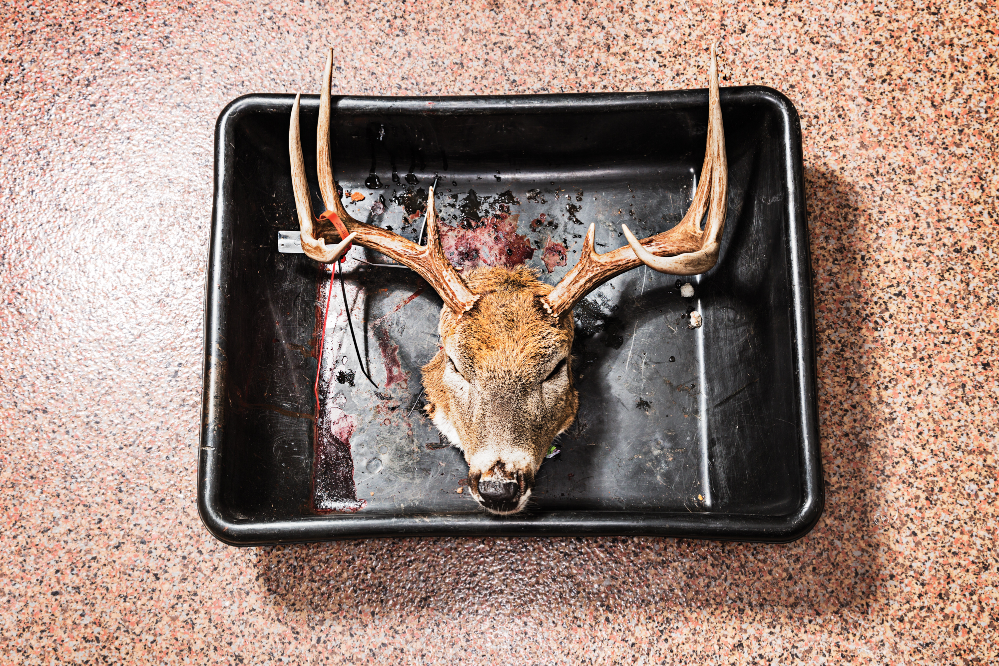A tray wiht the head of a whitetail buck rests on a floor.