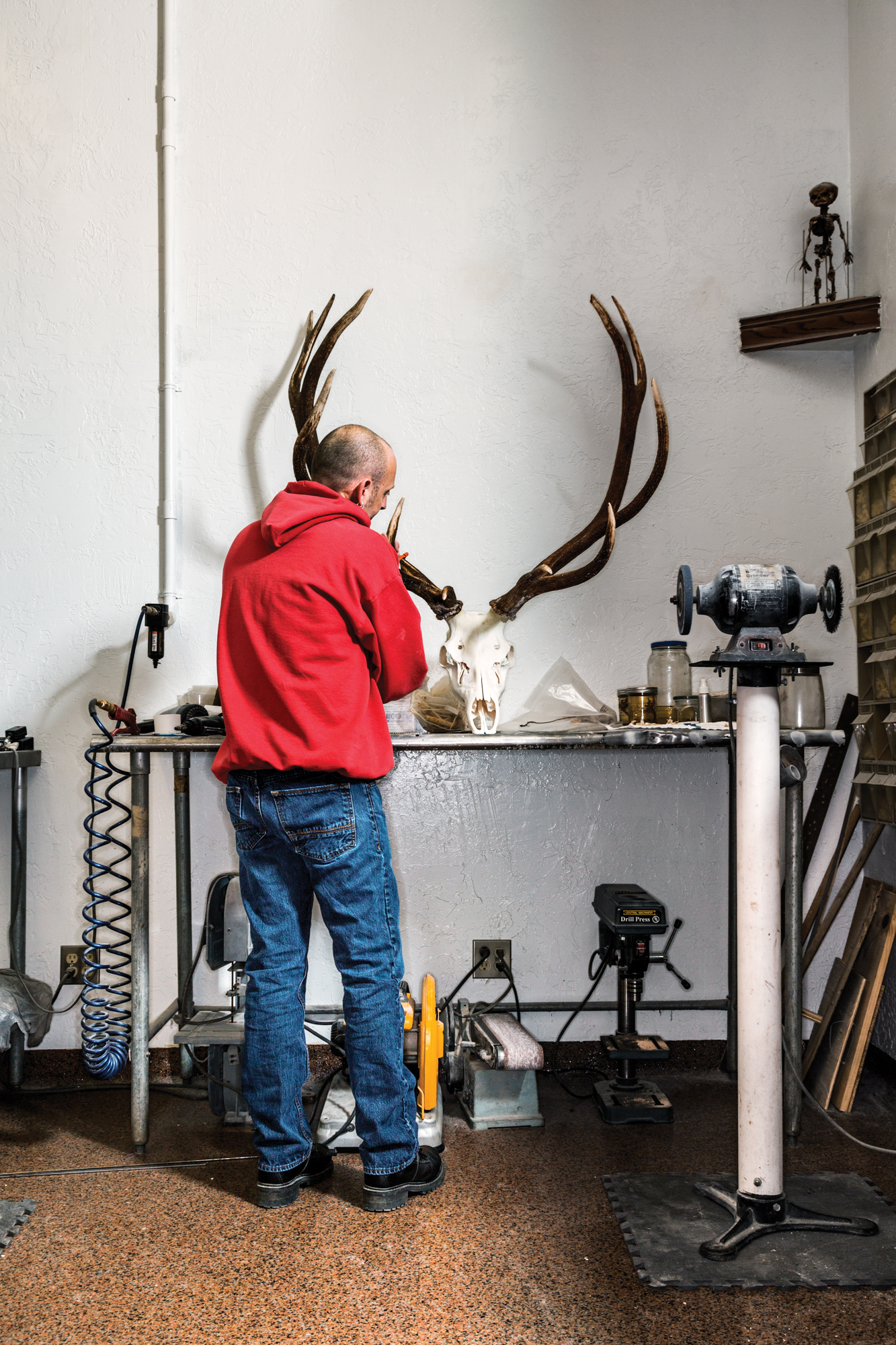 A man cleans an elk skull at a table.