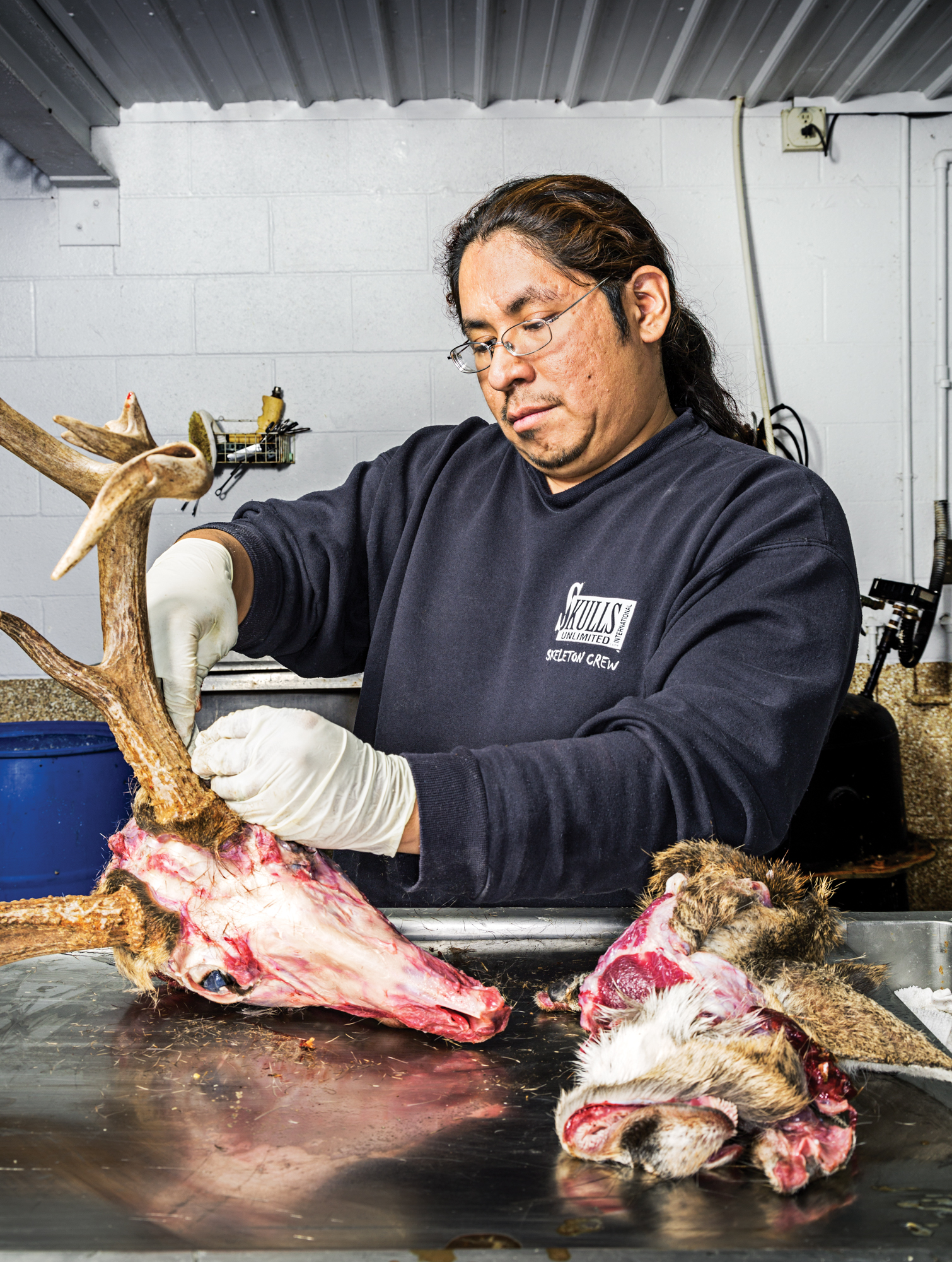 A man with gloves on cleans a European mount deer skull.
