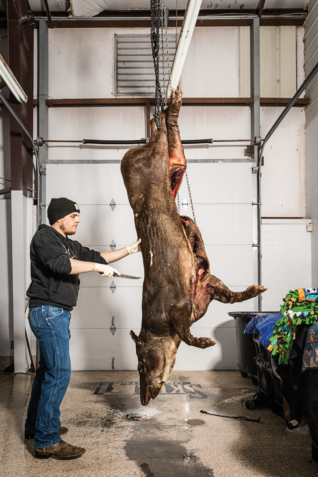A man with a skinning knife holds the back of a dead tapir, dangling from the rafters.