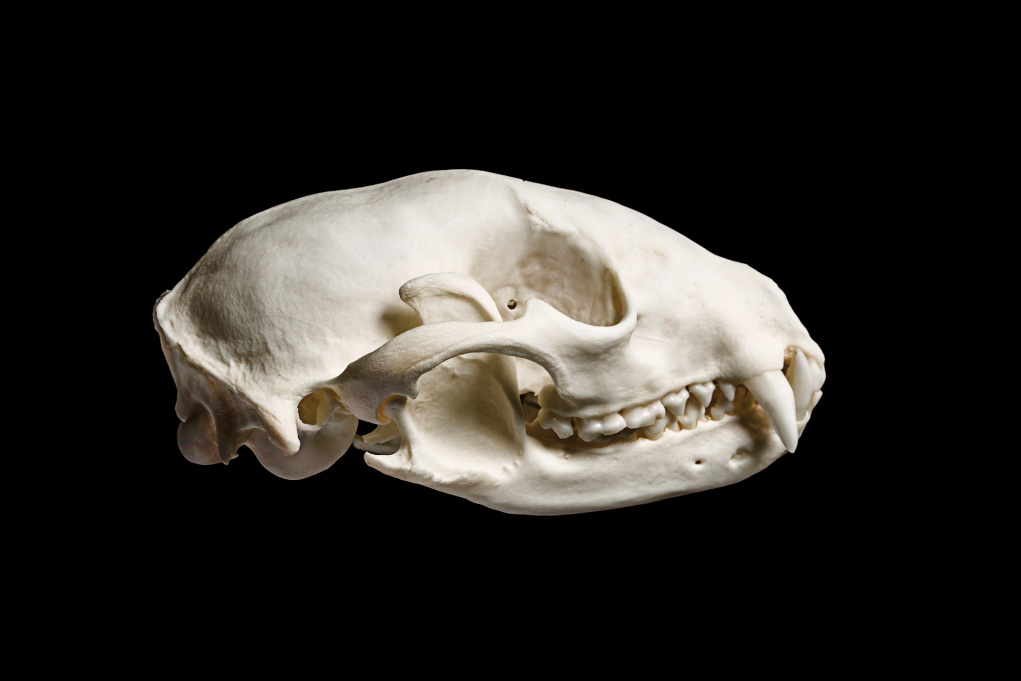 A raccoon skull on a black background.